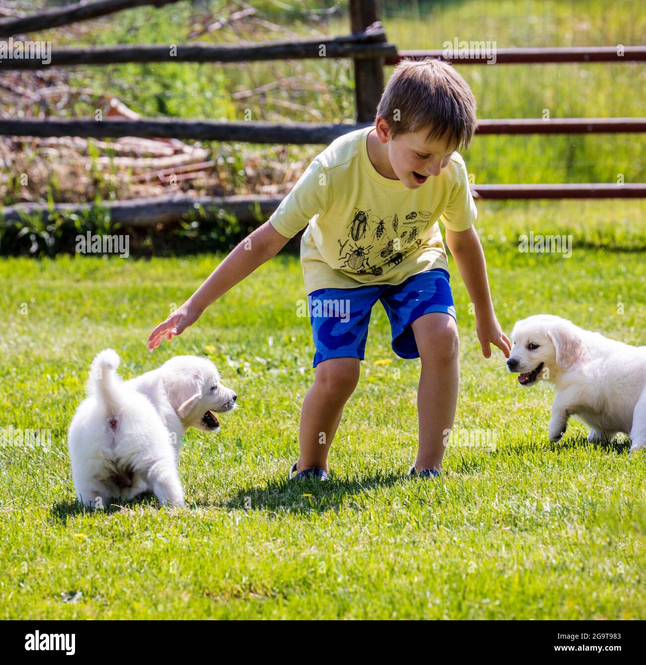 Young boy playing on grass with six week old Platinum, or Cream colored ...