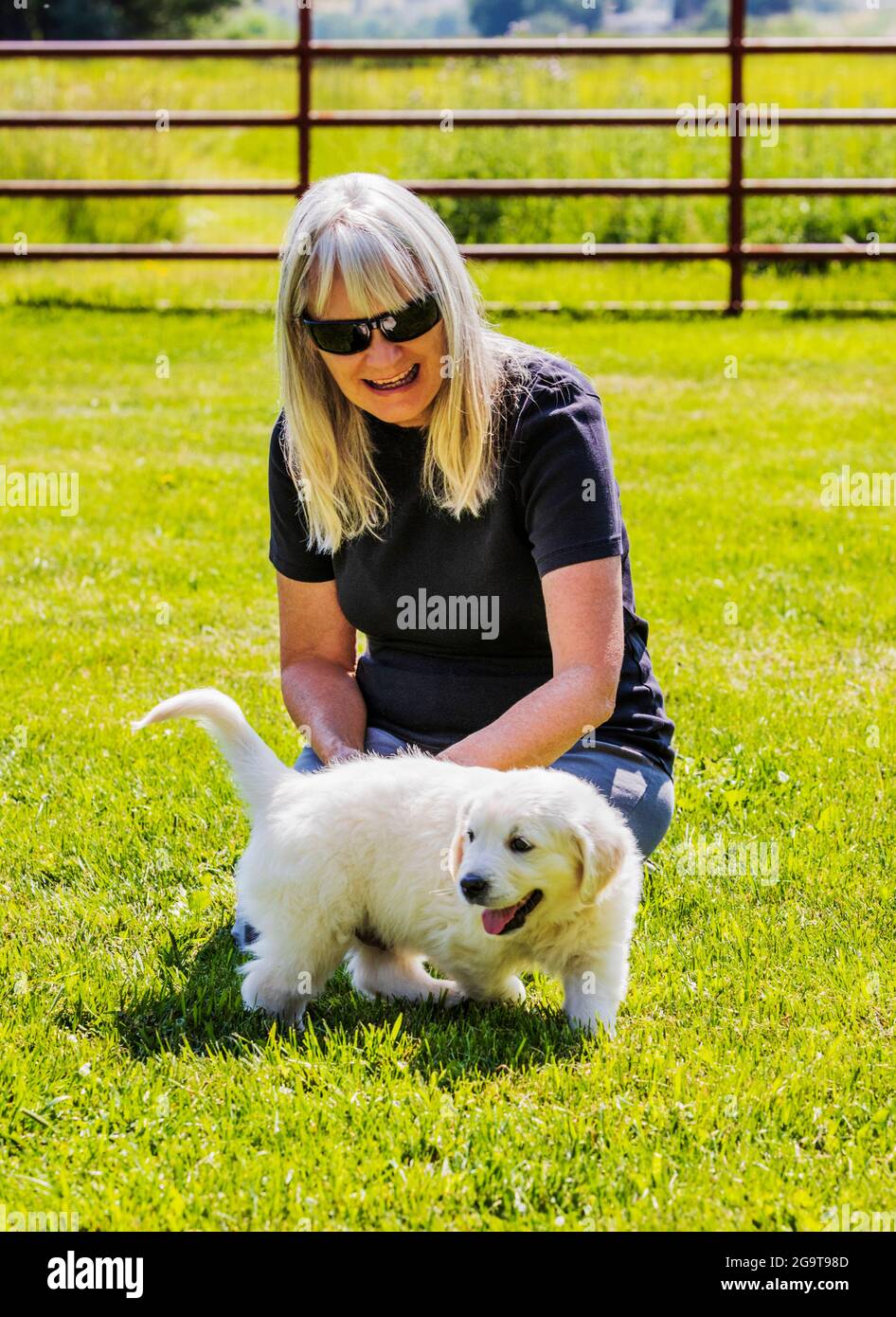 Woman on grass playing with six week old Platinum, or Cream colored Golden Retriever puppy. Stock Photo