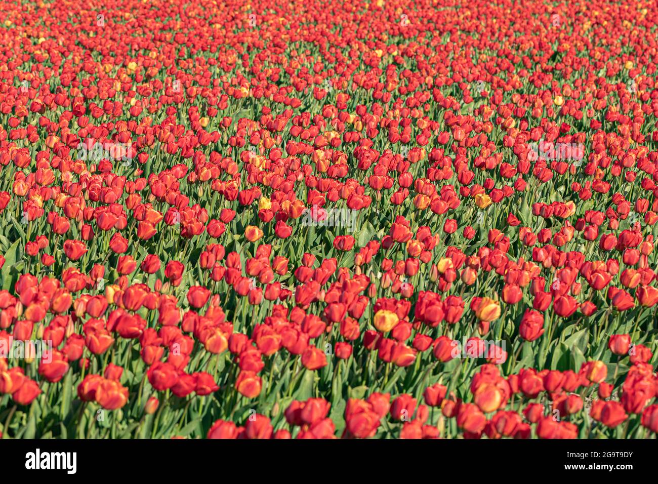 Blooming red tulip fields. Floral spring background. Famous Dutch icon. Noordwijkerhout, Netherlands, Europe Stock Photo
