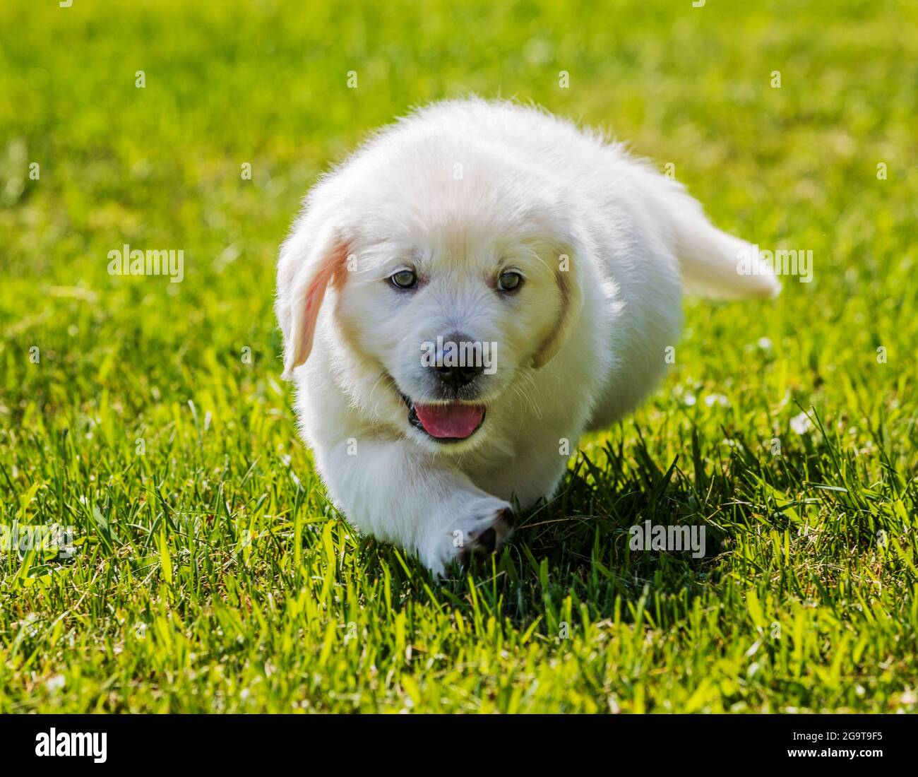 Six week old Platinum, or Cream colored Golden Retriever puppy playing