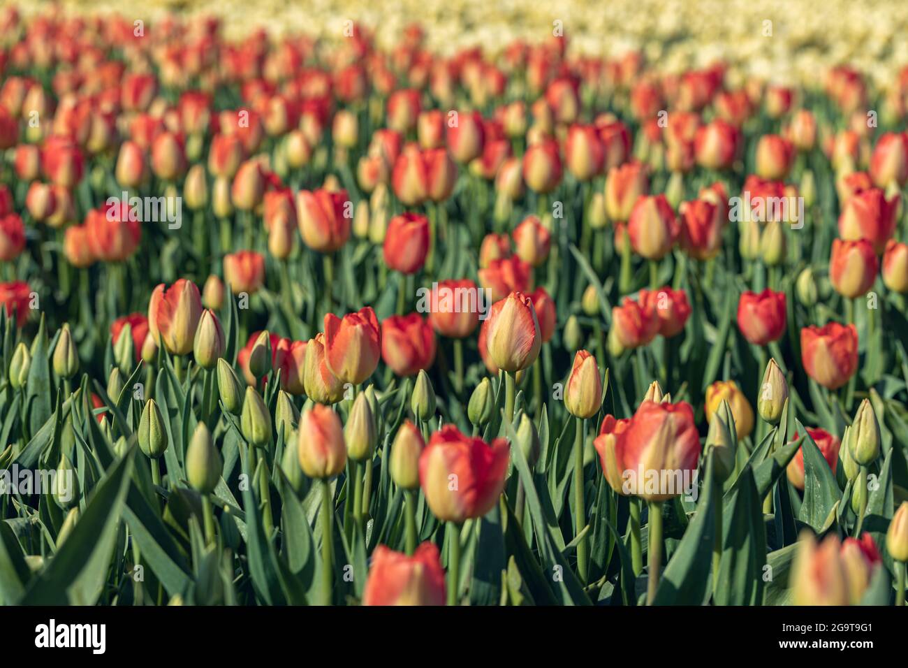 Blooming red tulip fields. Floral spring background. Famous Dutch icon. Noordwijkerhout, Netherlands, Europe Stock Photo