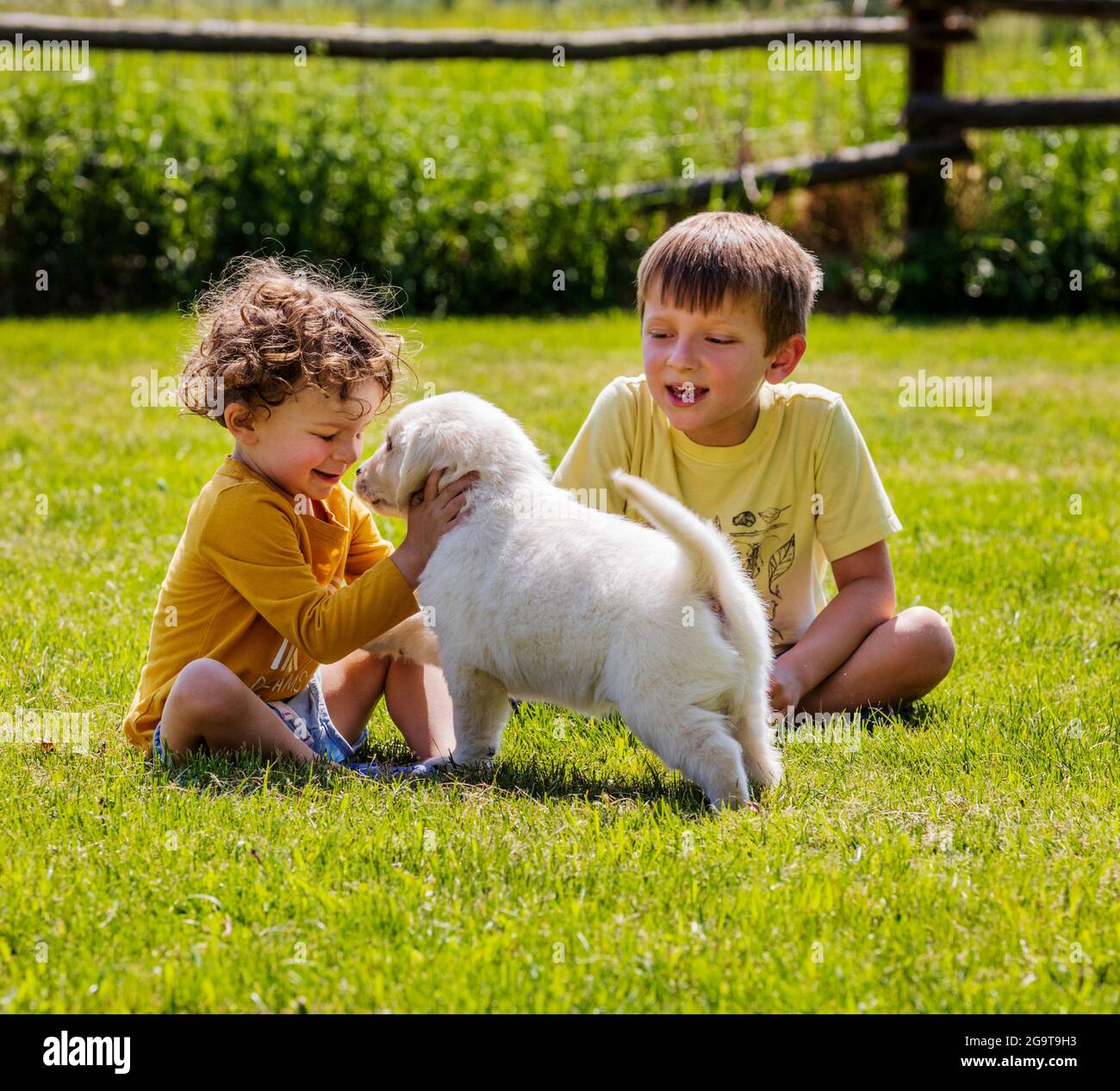 Two young children playing on grass with six week old Platinum, or Cream colored Golden Retriever puppies. Stock Photo