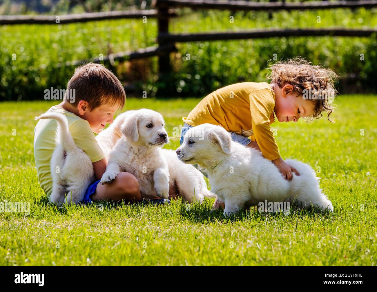 Two young children playing on grass with six week old Platinum, or Cream colored Golden Retriever puppies. Stock Photo