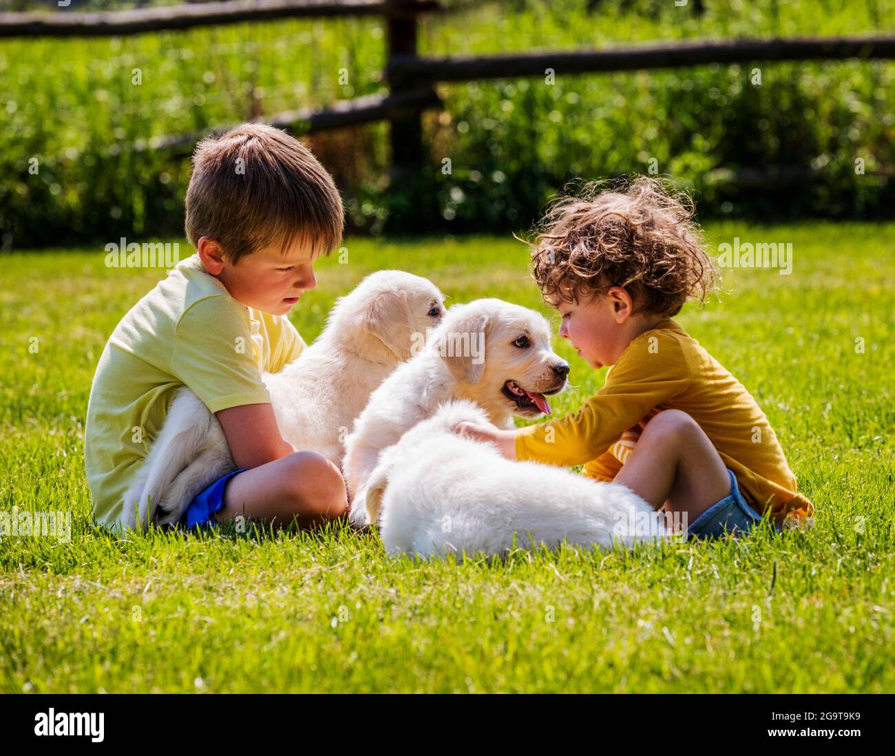 Two young children playing on grass with six week old Platinum, or Cream colored Golden Retriever puppies. Stock Photo