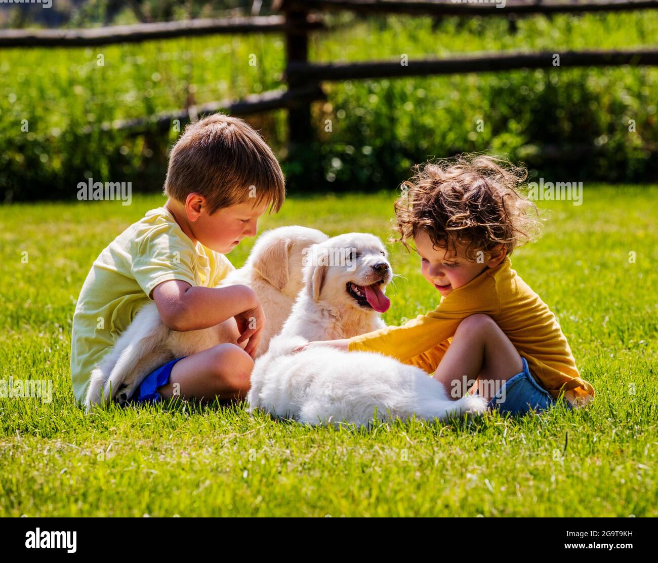 Two young children playing on grass with six week old Platinum, or Cream colored Golden Retriever puppies. Stock Photo