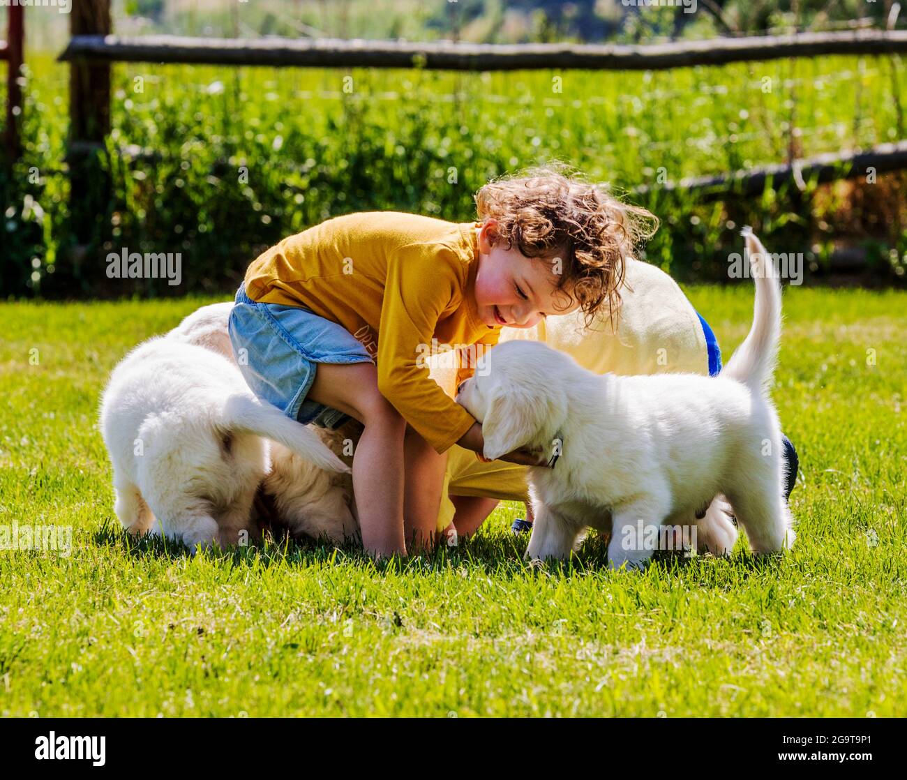 Two young children playing on grass with six week old Platinum, or Cream colored Golden Retriever puppies. Stock Photo