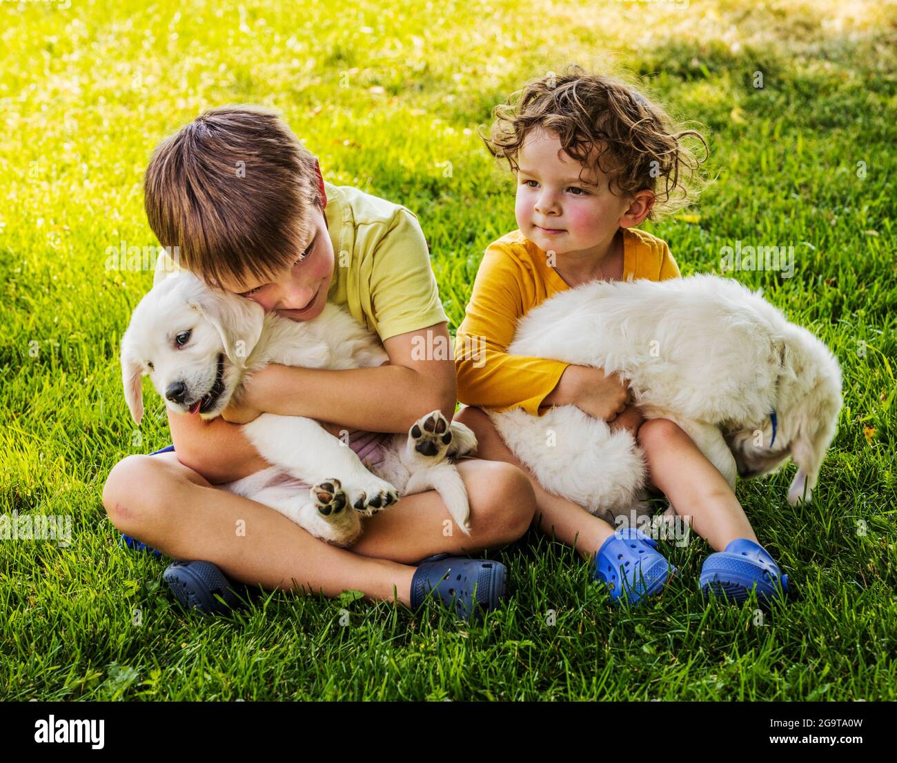 Two young children playing on grass with six week old Platinum, or Cream colored Golden Retriever puppies. Stock Photo