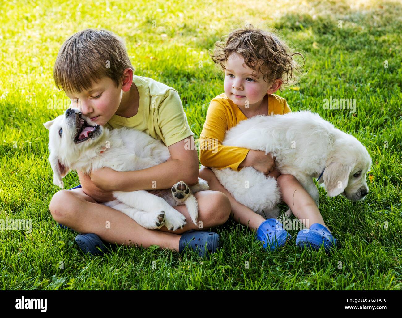 Two young children playing on grass with six week old Platinum, or Cream colored Golden Retriever puppies. Stock Photo