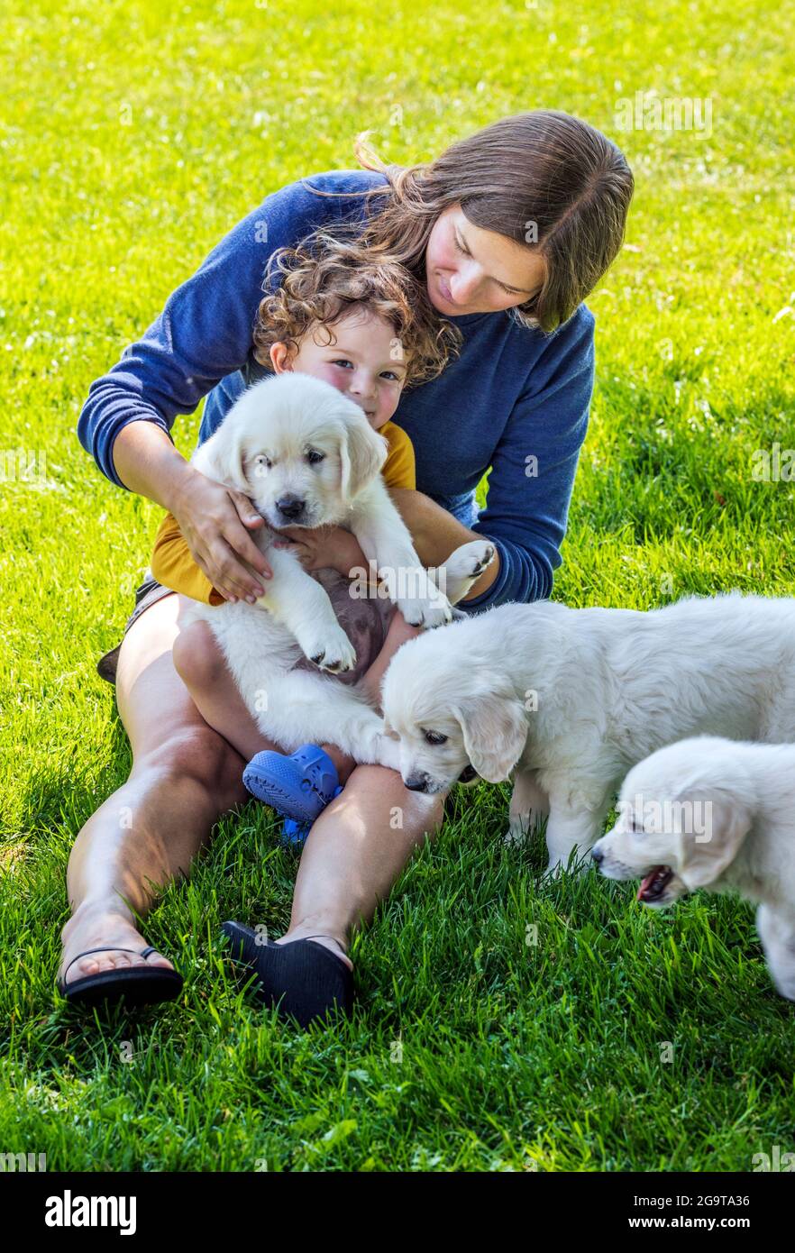Mother and young daughter playing on grass with six week old Platinum, or Cream colored Golden Retriever puppies. Stock Photo