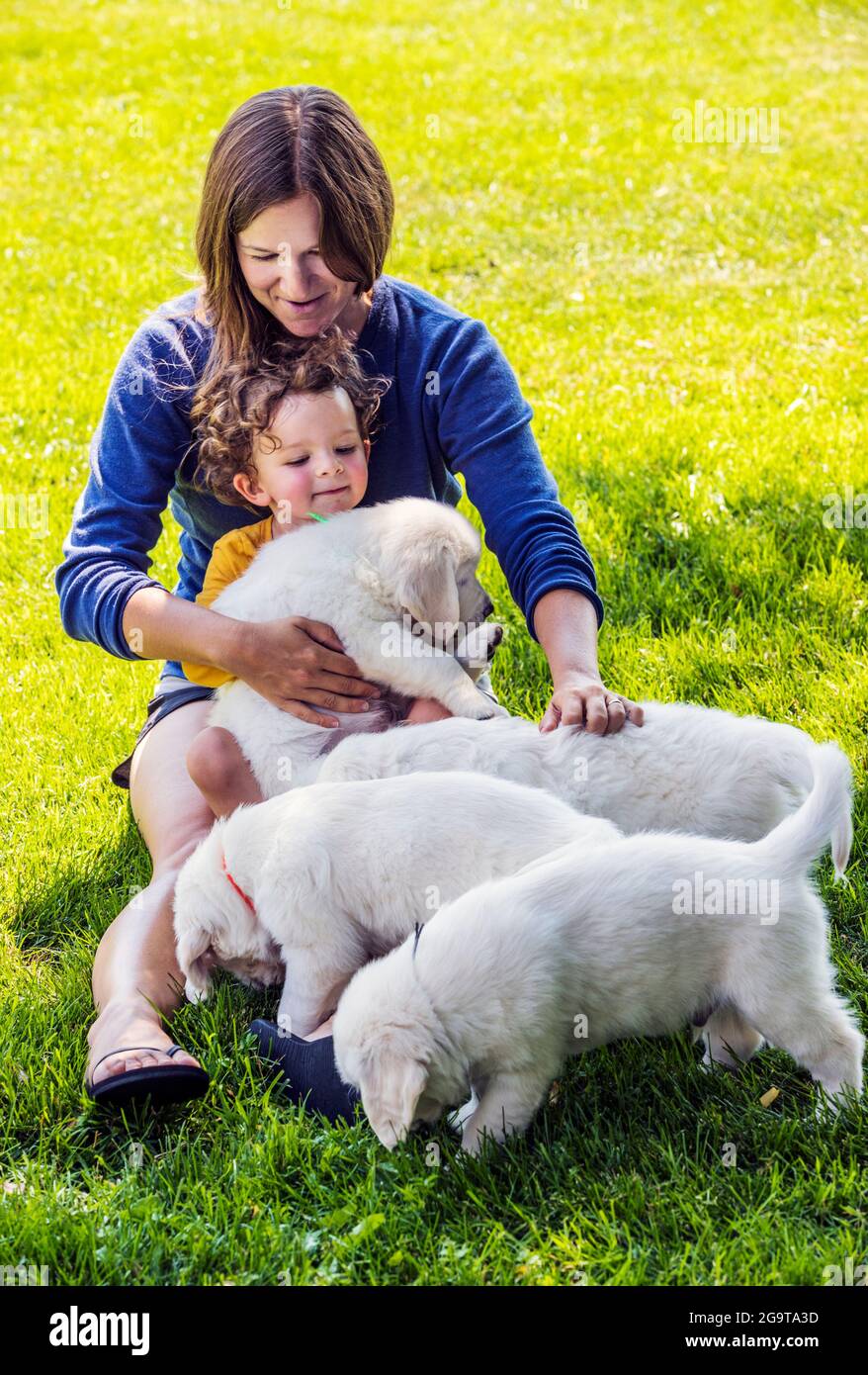 Mother and young daughter playing on grass with six week old Platinum, or Cream colored Golden Retriever puppies. Stock Photo