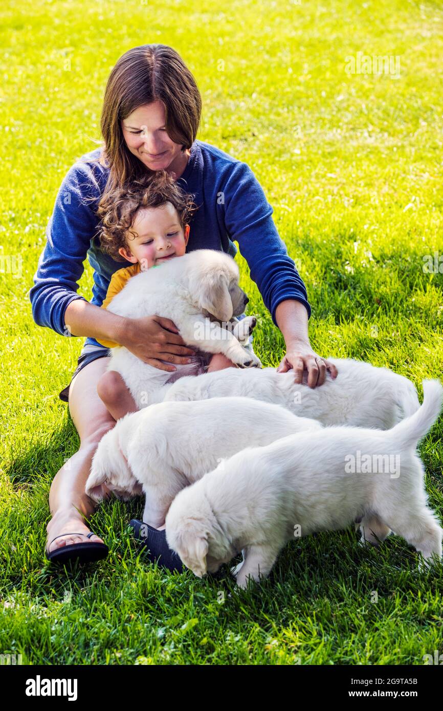 Mother and young daughter playing on grass with six week old Platinum, or Cream colored Golden Retriever puppies. Stock Photo