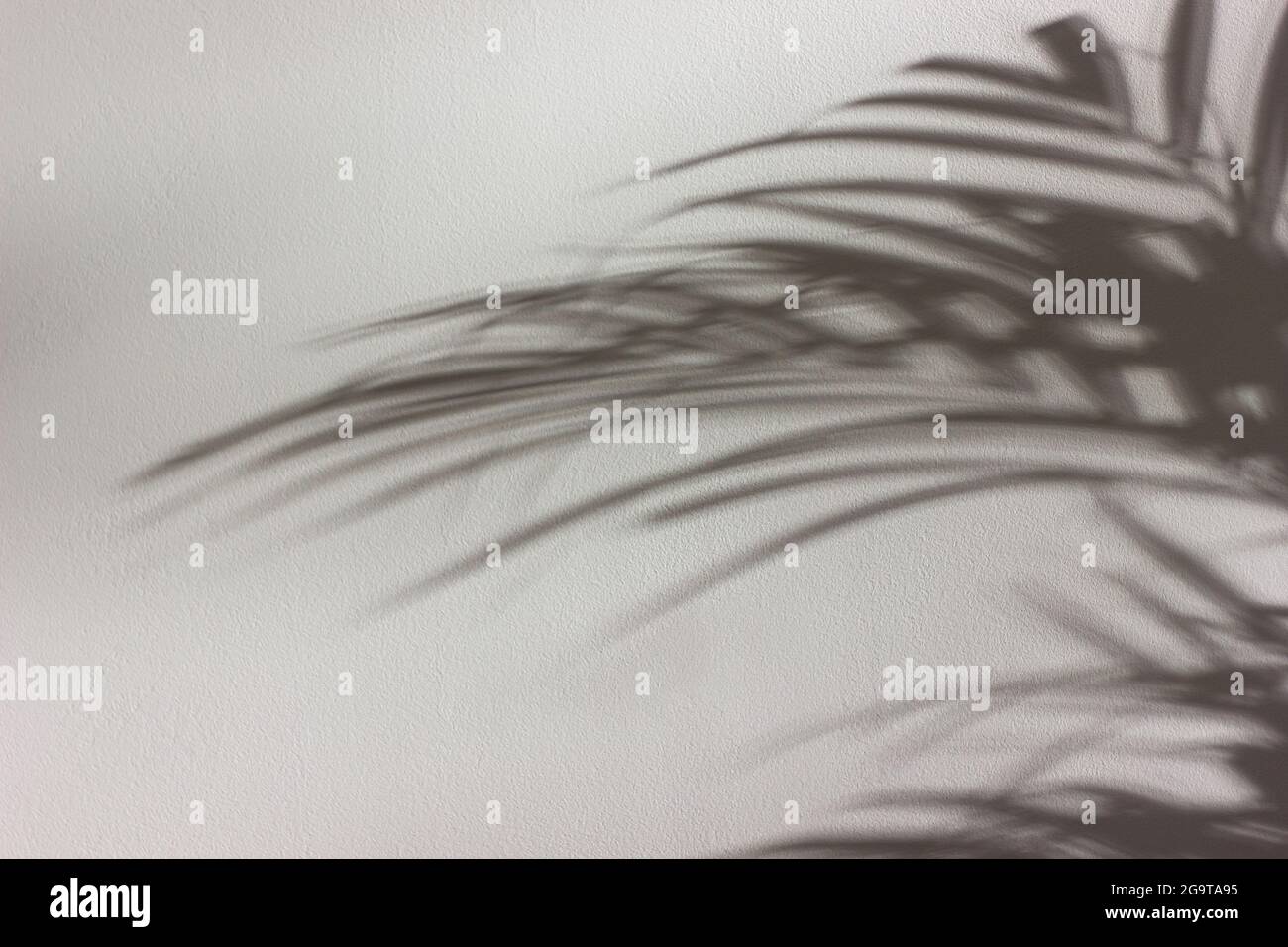 Palm leaves shadow on white wall. Abstract nature background Stock ...