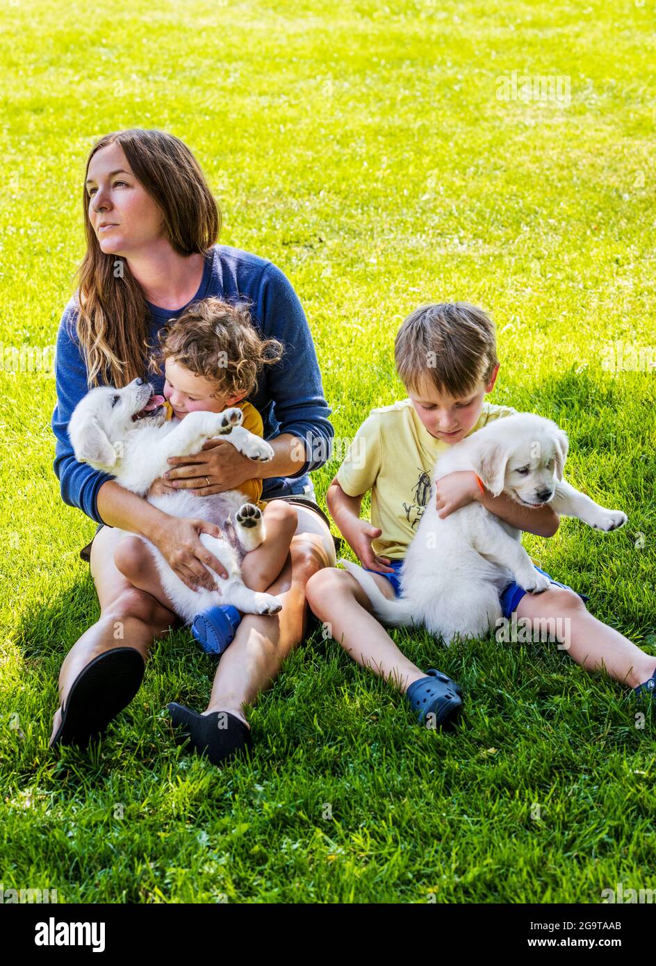 Mother and young children playing on grass with six week old Platinum, or Cream colored Golden Retriever puppies. Stock Photo