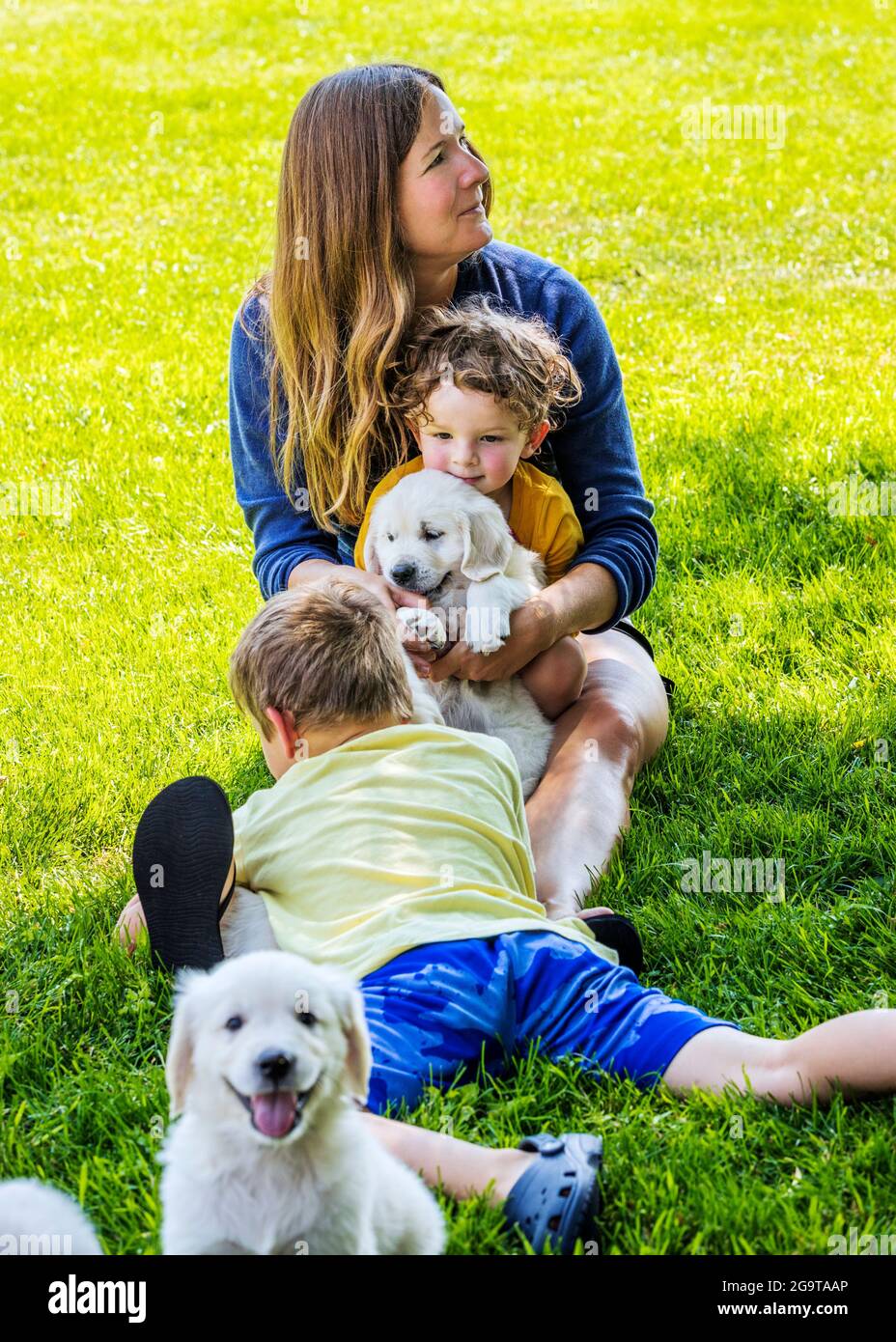 Mother and young children playing on grass with six week old Platinum, or Cream colored Golden Retriever puppies. Stock Photo