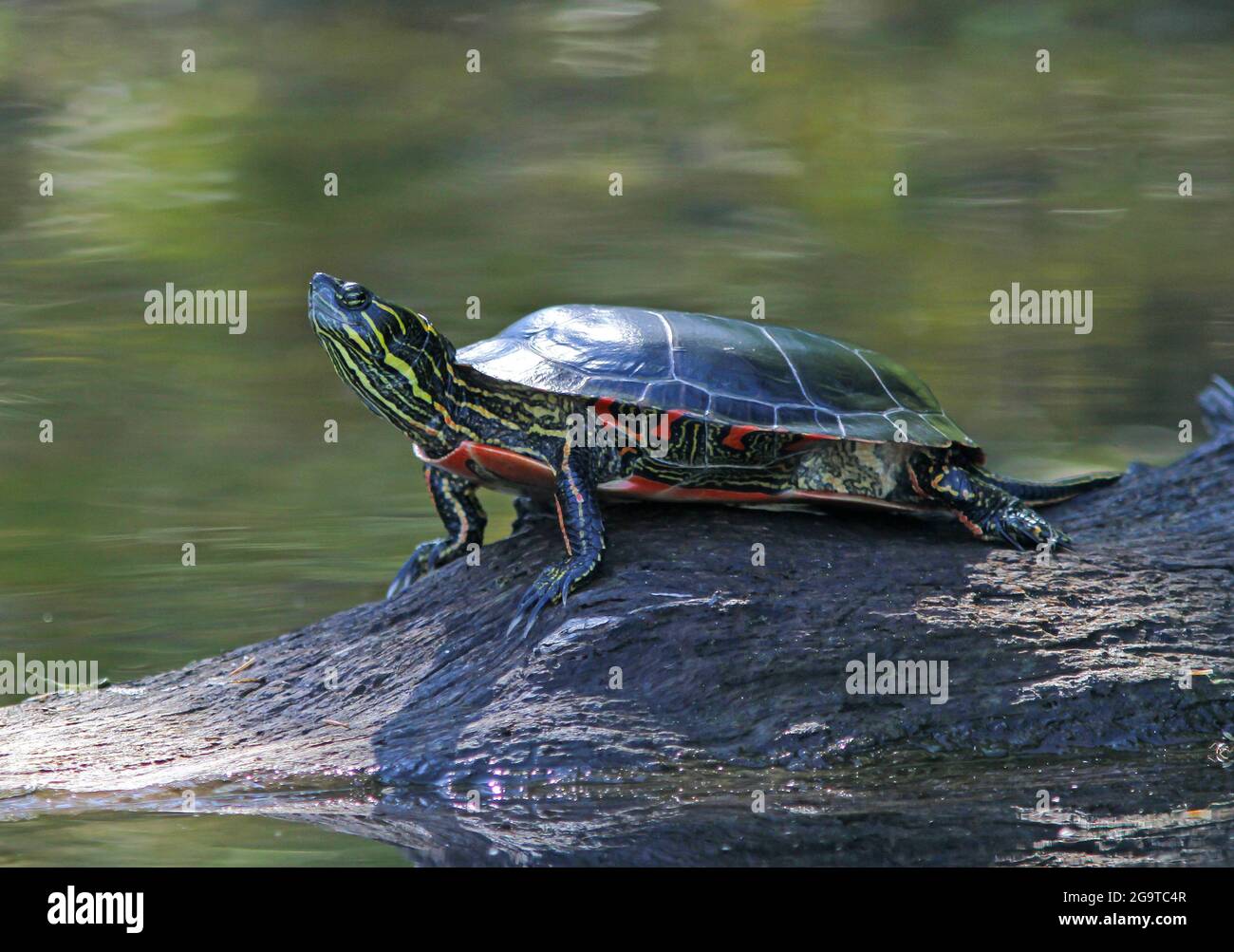 An eastern painted turtle surveys its surroundings on Dave Lake in northern Wisconsin's Price