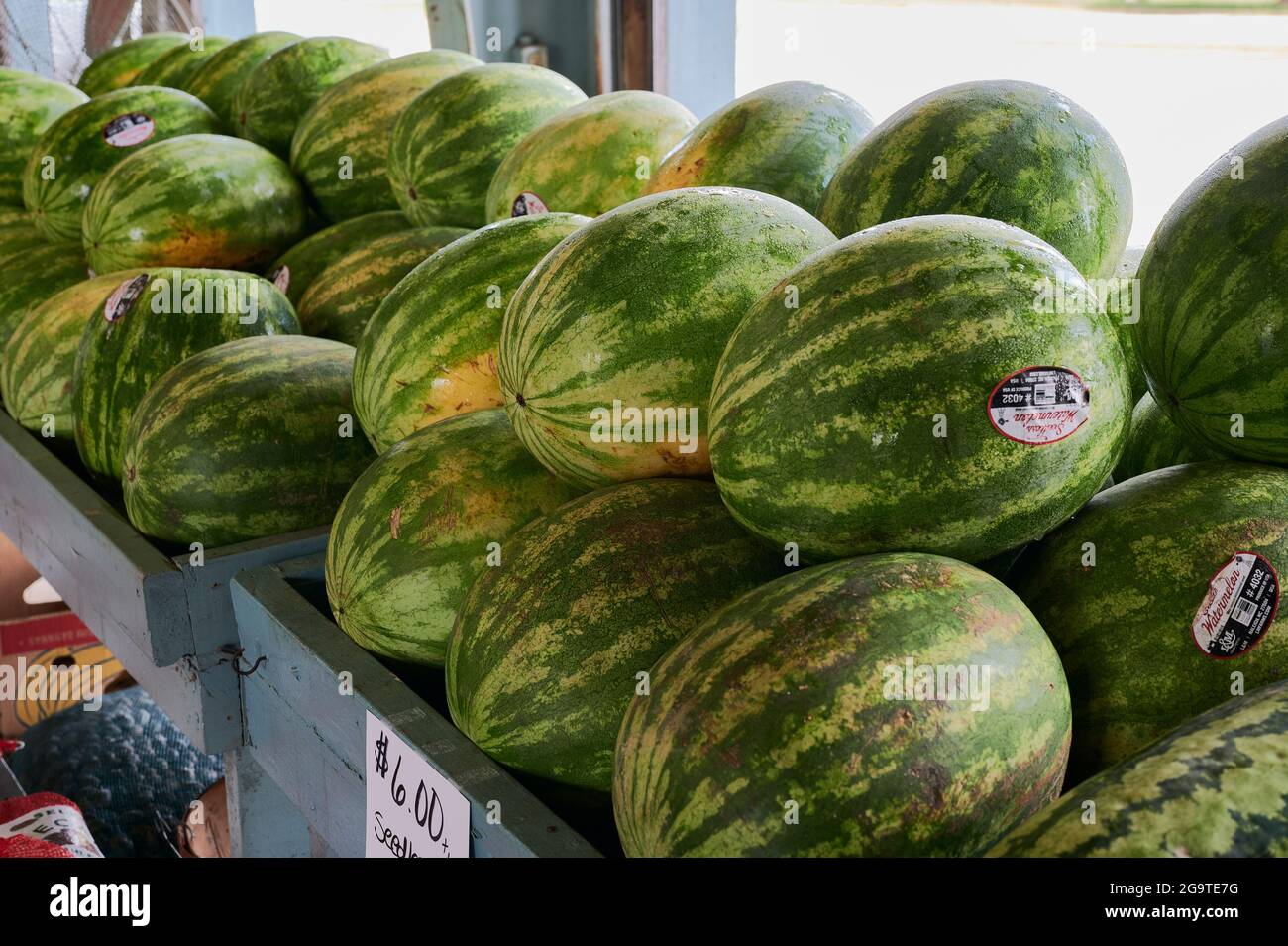 Fresh whole watermelon, a summer fruit, on sale at farm market. Stock Photo