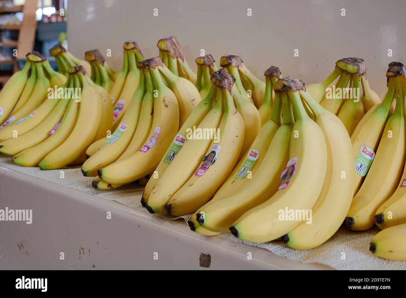 Fresh bunches of bananas at a produce market or farm or farmers market in Montgomery Alabama, USA. Stock Photo