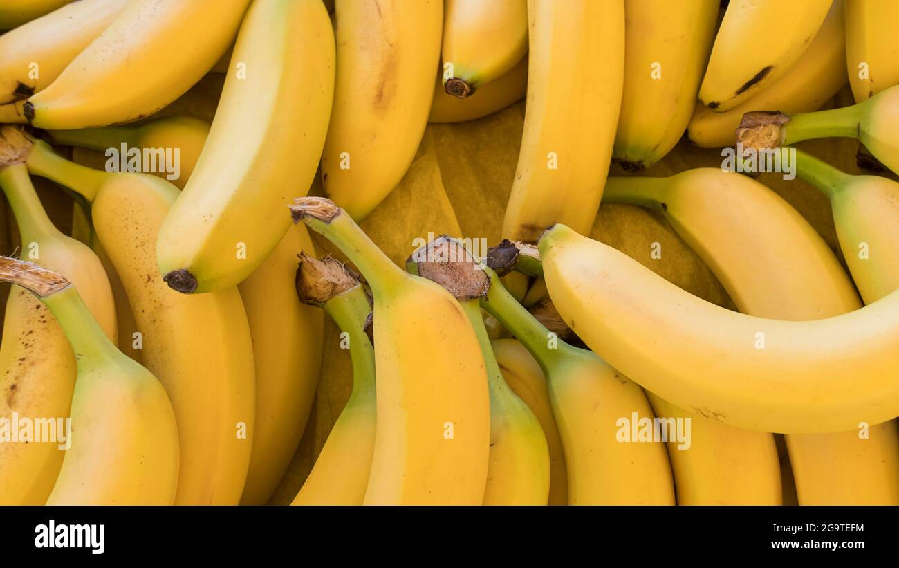 Large amount of ripe, healthy looking bananas off the bunch at the