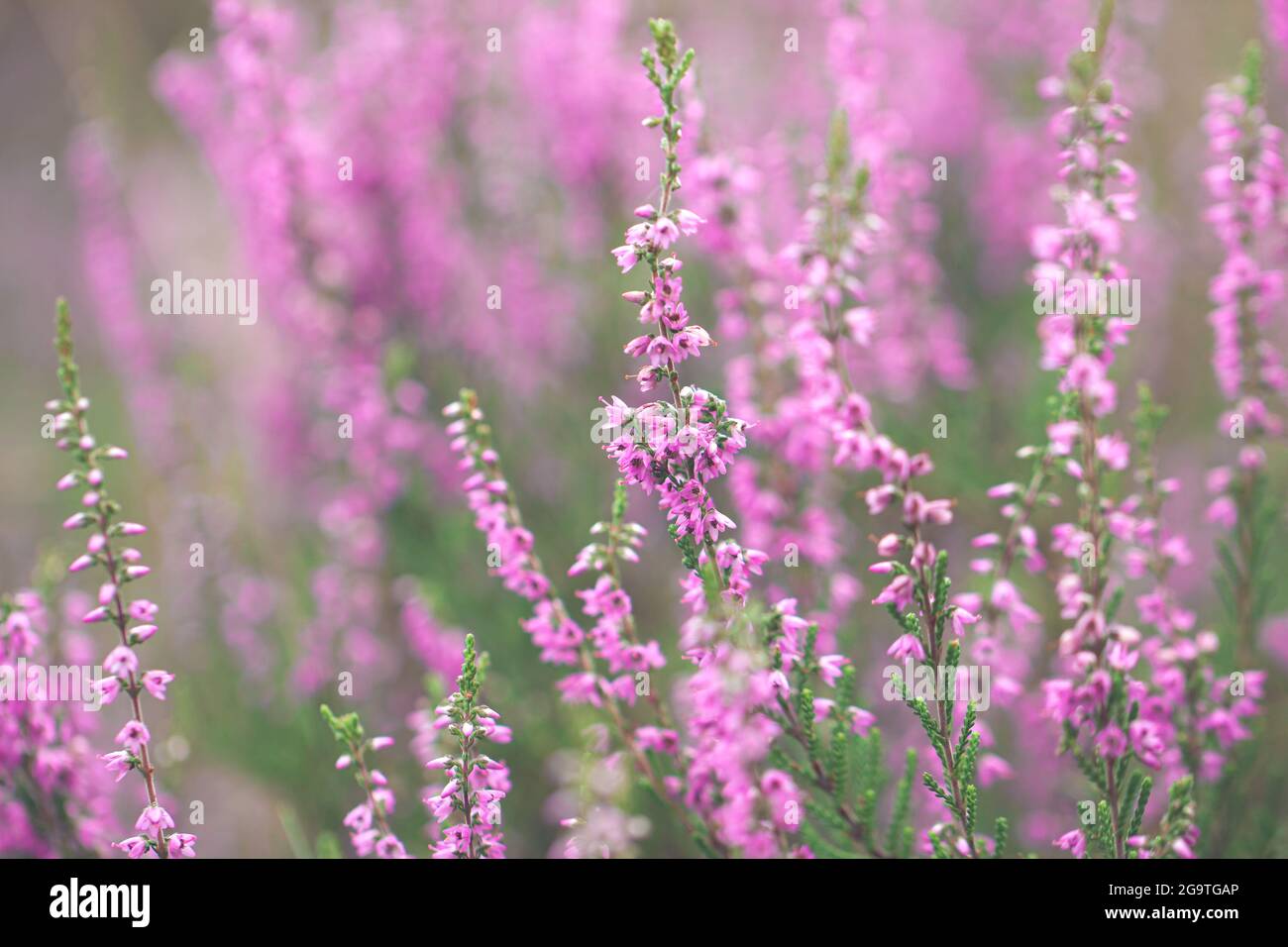 Beautiful heather flowers. Shallow depth of field. Soft focus. Stock Photo