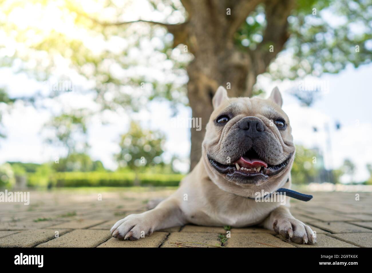 The Biggest Bulldog In The World