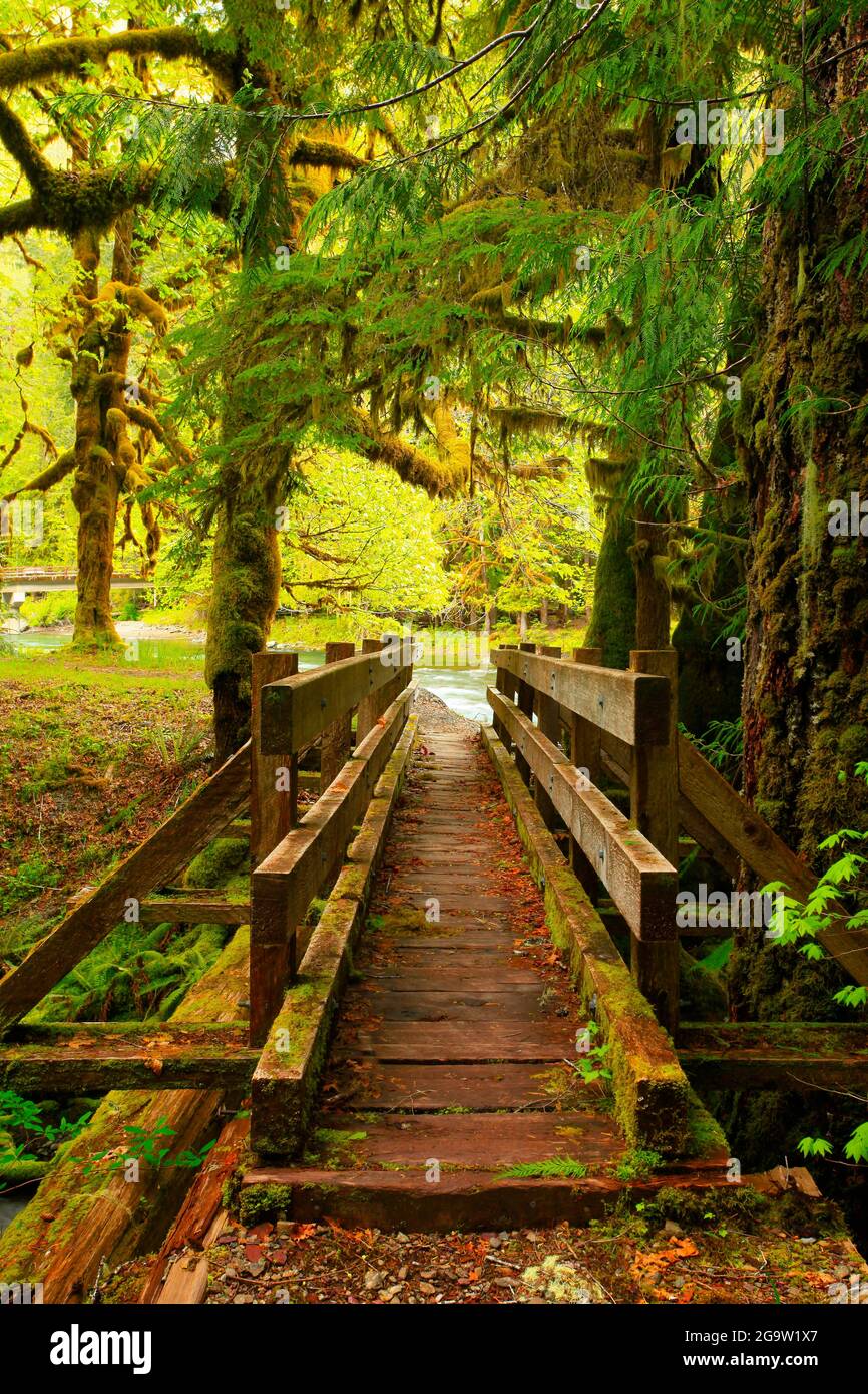 a exterior of an Pacific Northwest forest trail Stock Photo Alamy
