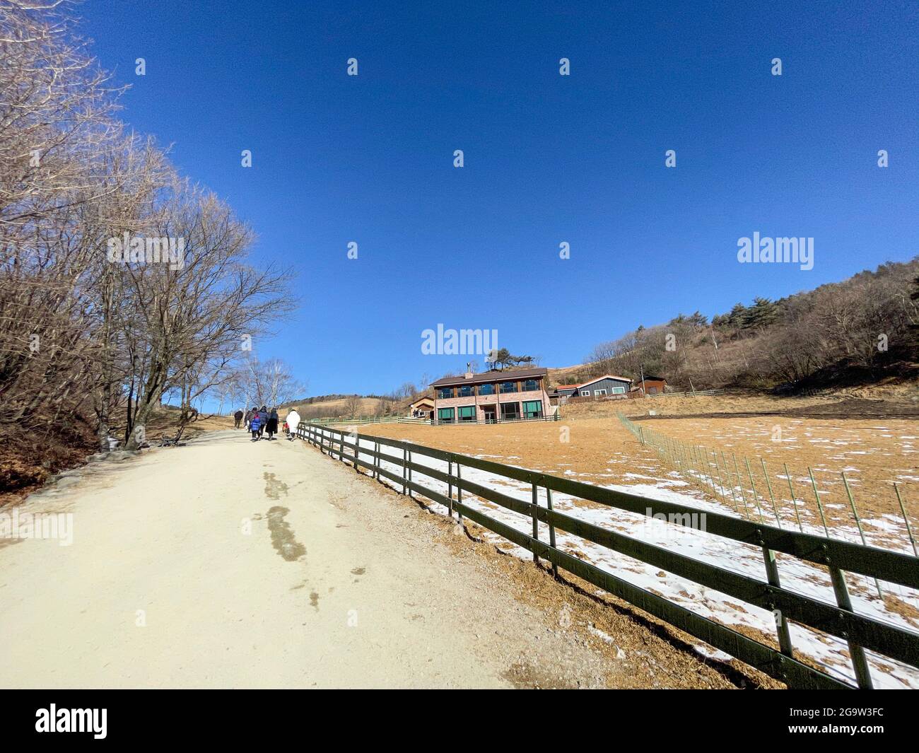 Daegwallyeong Yangtte Farm, Gangwon-do in South Korea. feed the  sheep that abound on the farm Stock Photo