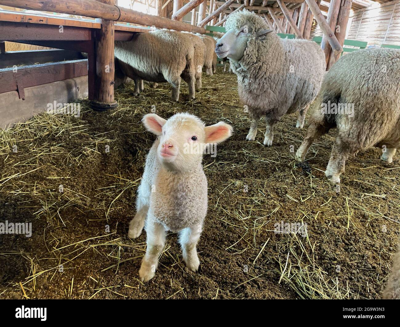Daegwallyeong Yangtte Farm, Gangwon-do in South Korea. feed the  sheep that abound on the farm Stock Photo