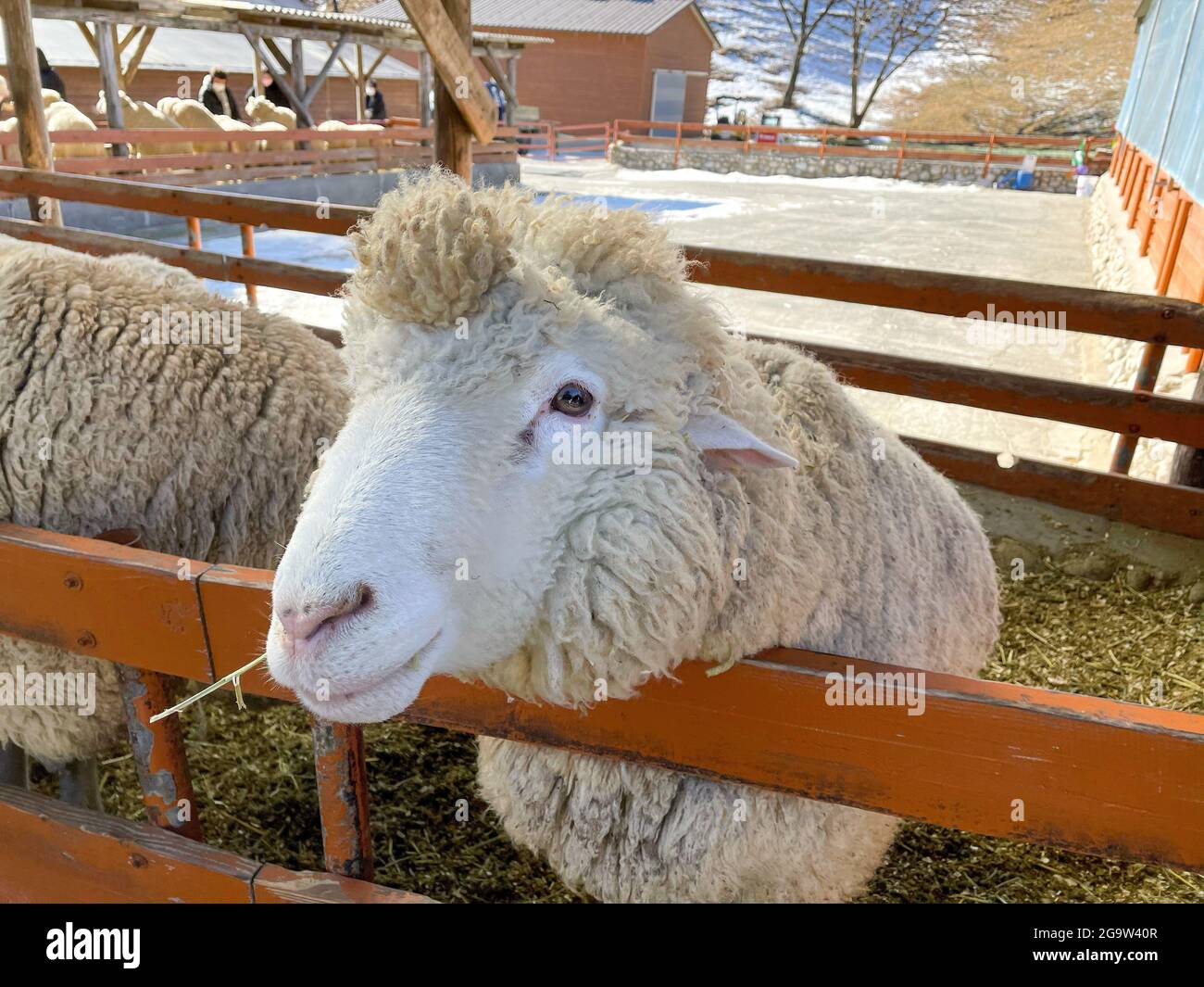 Daegwallyeong Yangtte Farm, Gangwon-do in South Korea. feed the sheep ...