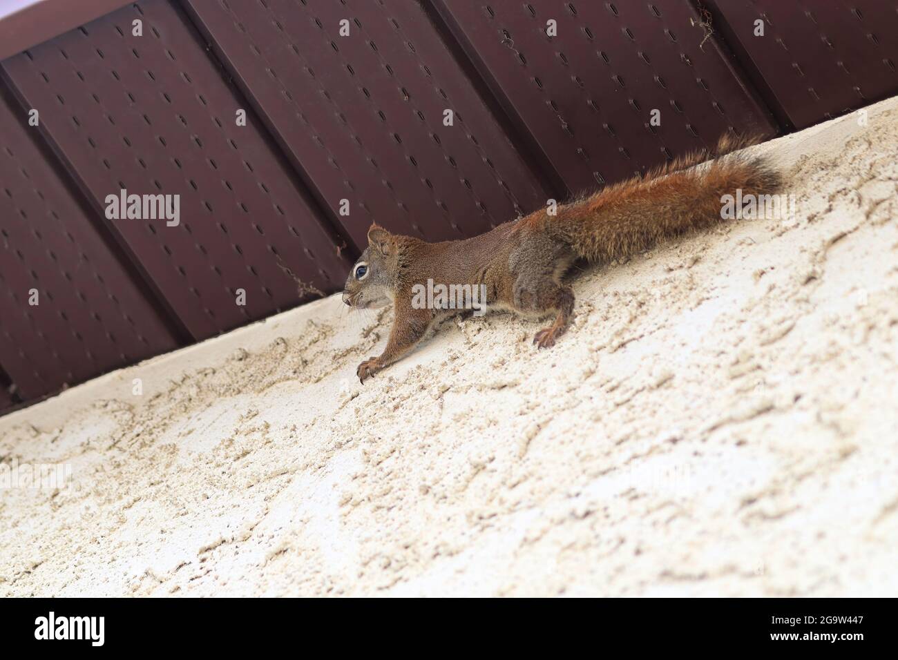 A squirrel climbing the stucco and side of a house Stock Photo Alamy