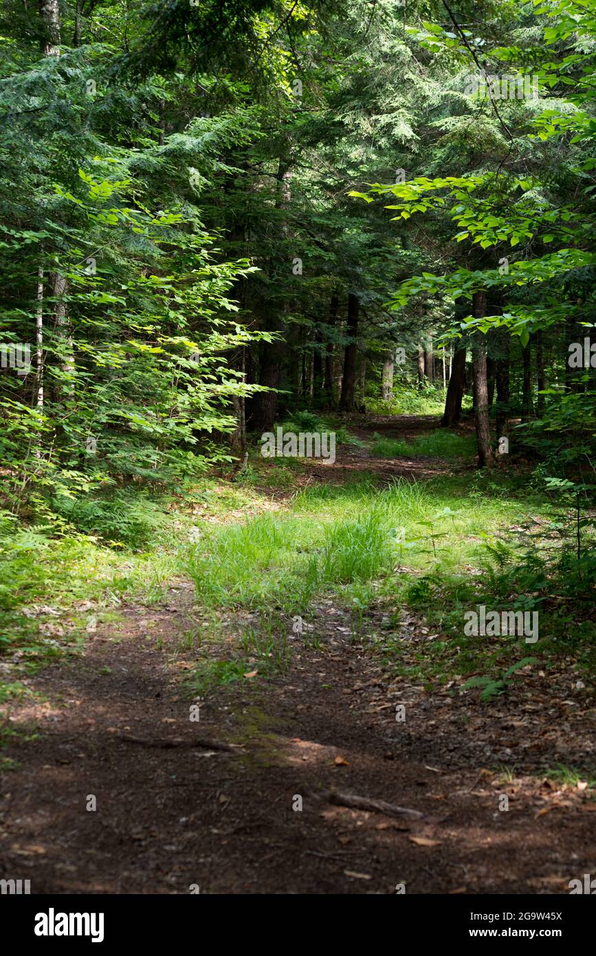 The view of a winding summer road through a wooded area. Stock Photo