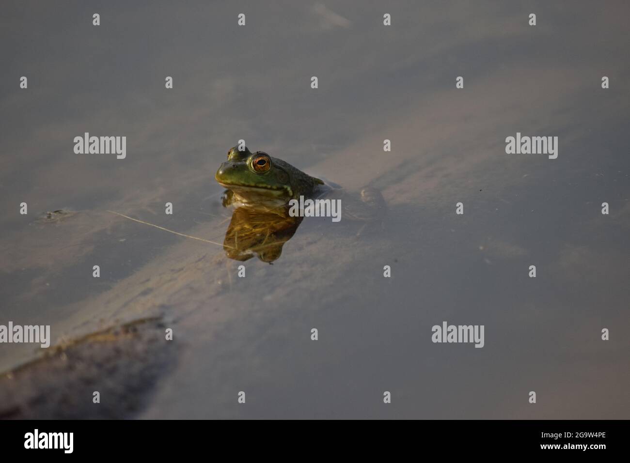 American Bullfrog Frog in water at pond Stock Photo