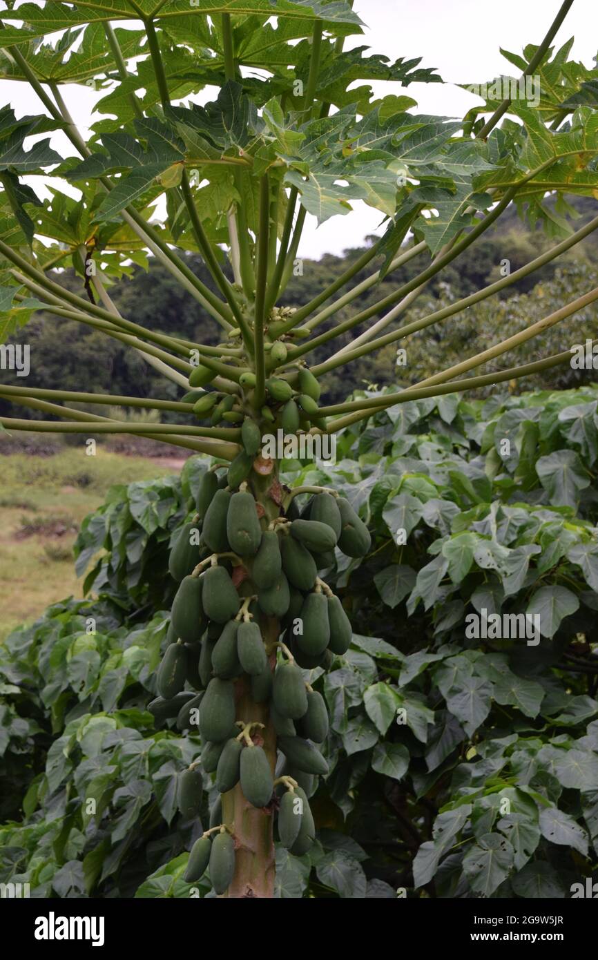 A papaya growing in Taiwan Stock Photo Alamy