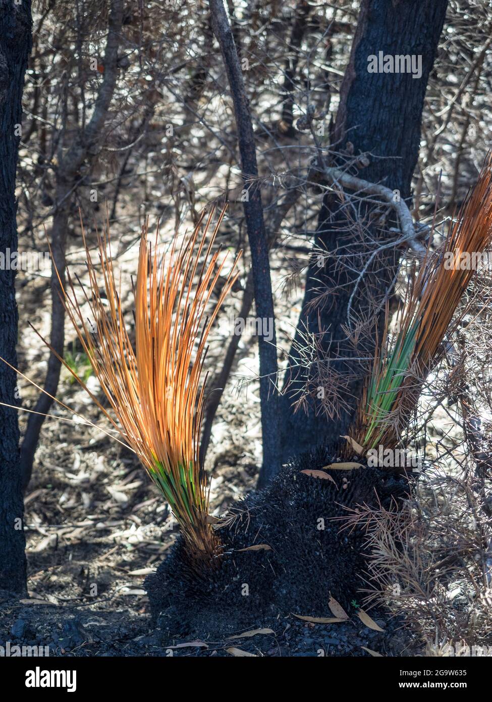 Regenerating Xanthorrhoea (grass-trees) on the Illawarra Escarpment near Coalcliff Dam, New South Wales. Stock Photo