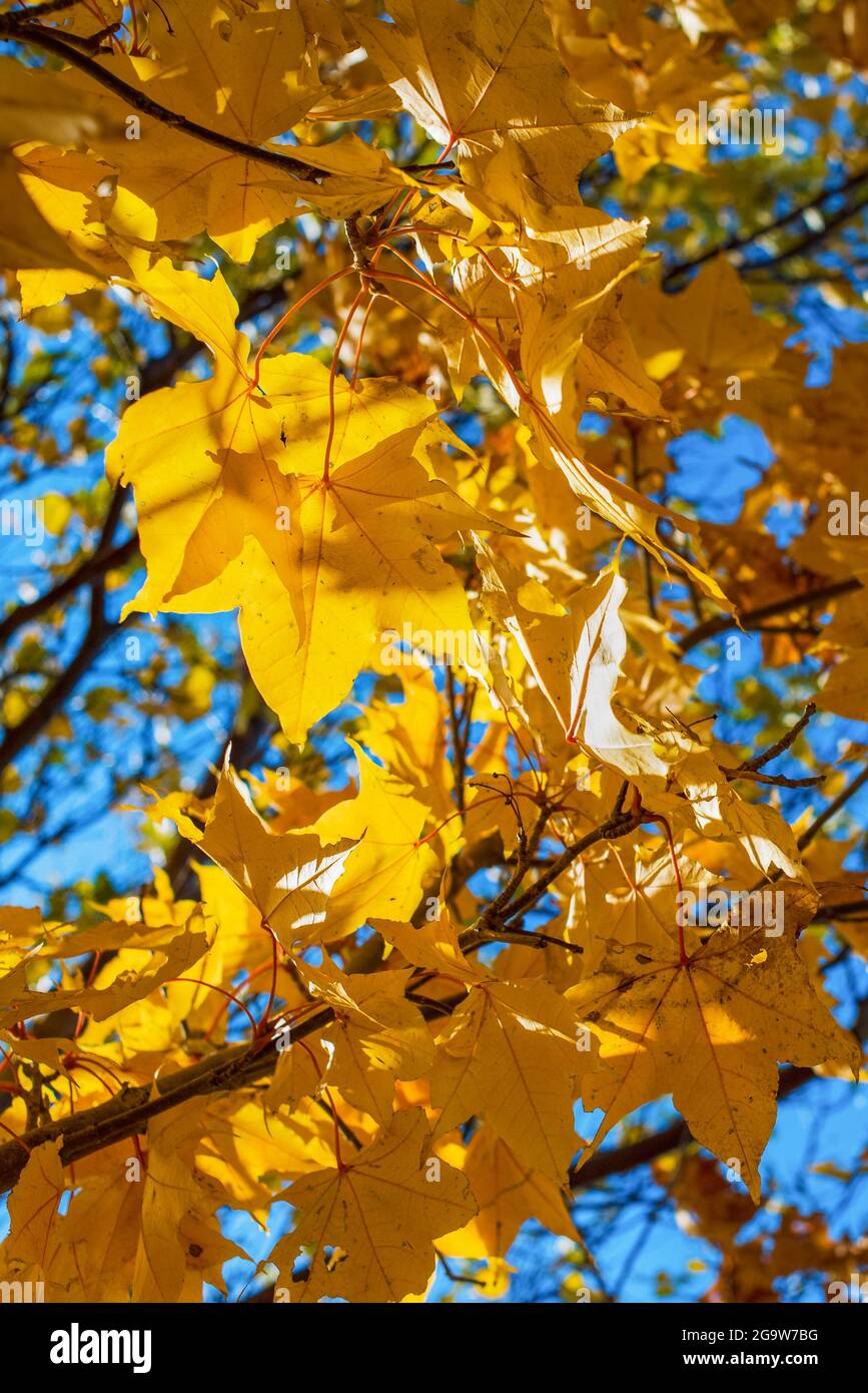yellow maple autumn leaves background Stock Photo
