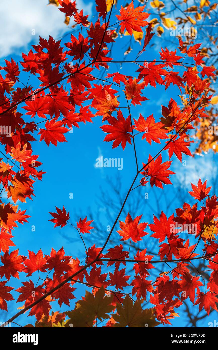 Red autumn maple leaves hi-res stock photography and images - Alamy