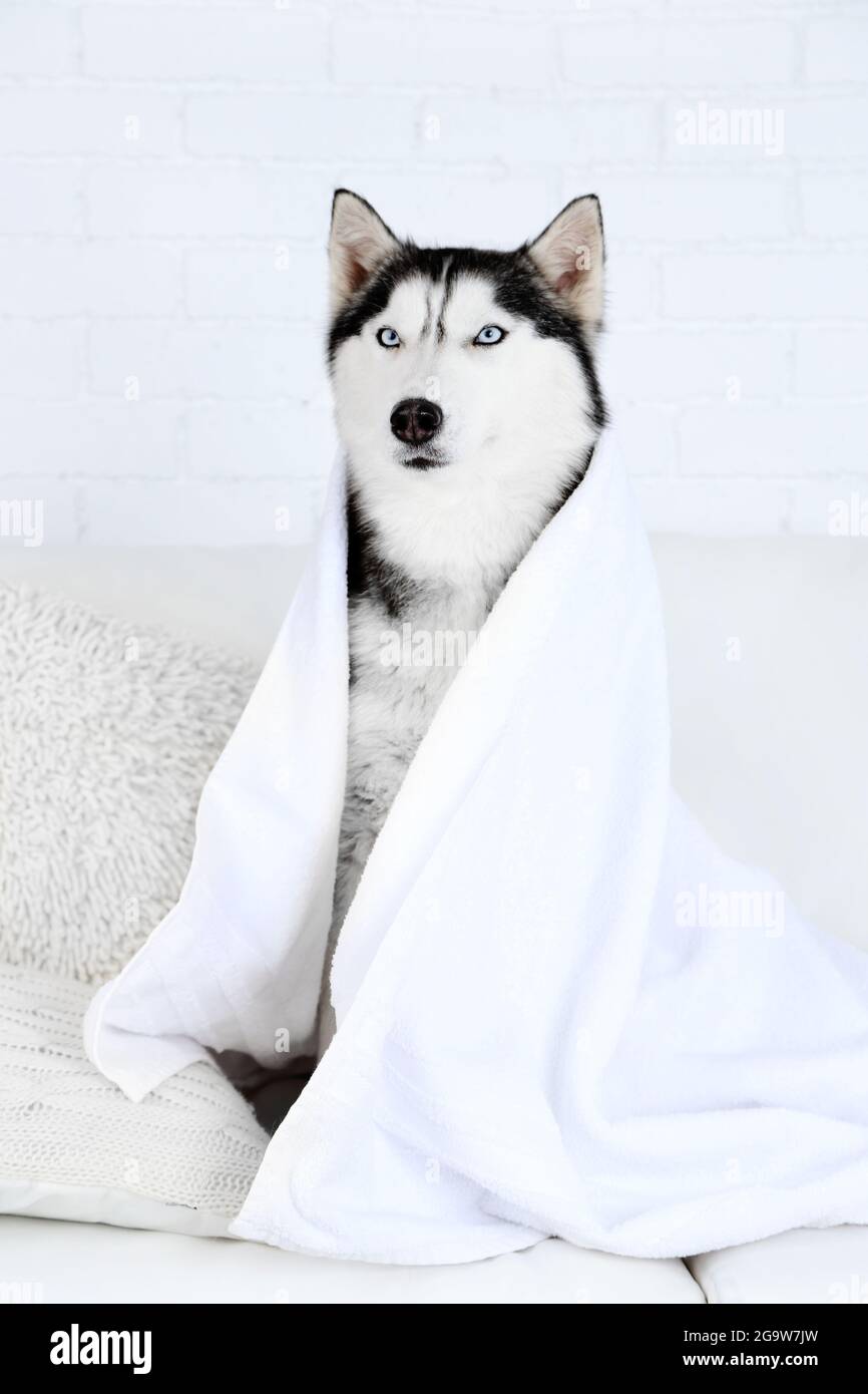 Beautiful cute husky with towel sitting on sofa in white room Stock