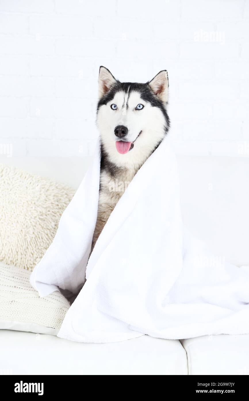 Beautiful cute husky with towel sitting on sofa in white room Stock