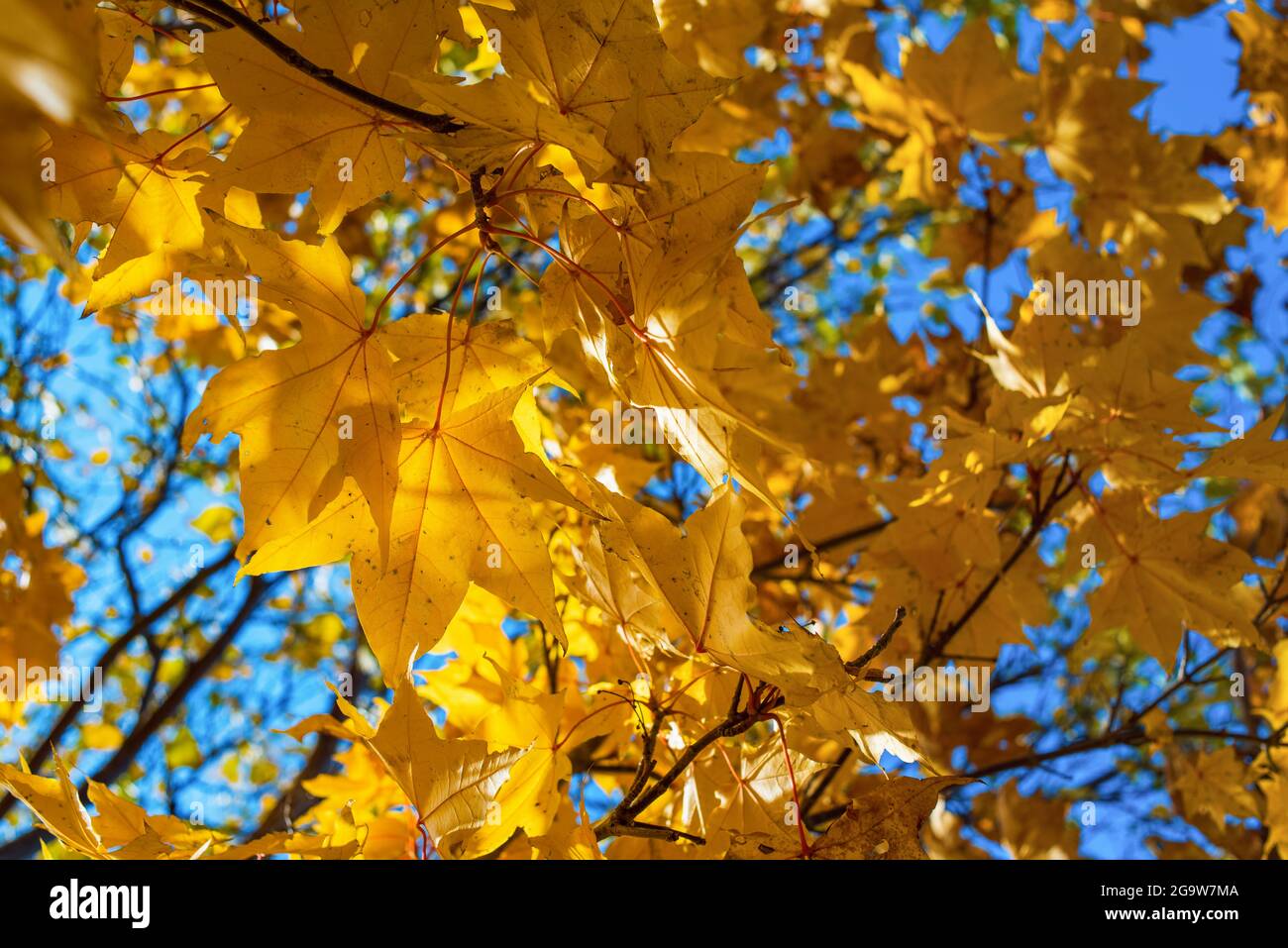 yellow maple autumn leaves in the sun fall season Stock Photo - Alamy