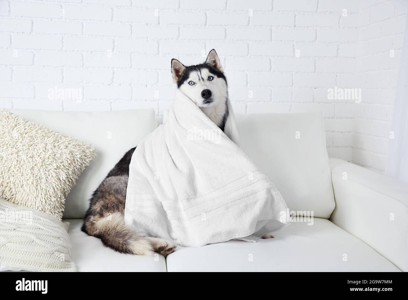 Beautiful cute husky with towel sitting on sofa in white room Stock