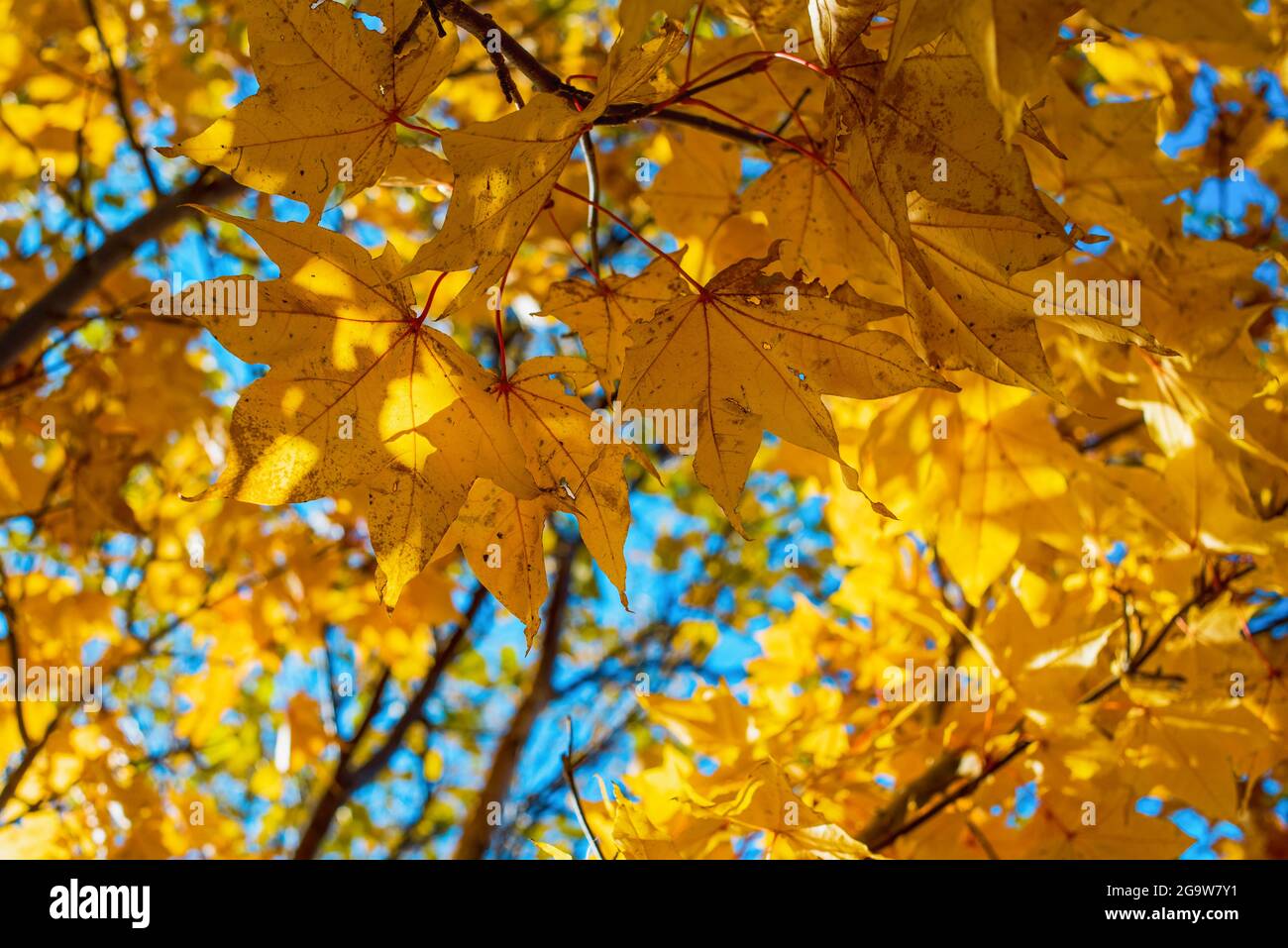 yellow maple autumn leaves background fall season Stock Photo