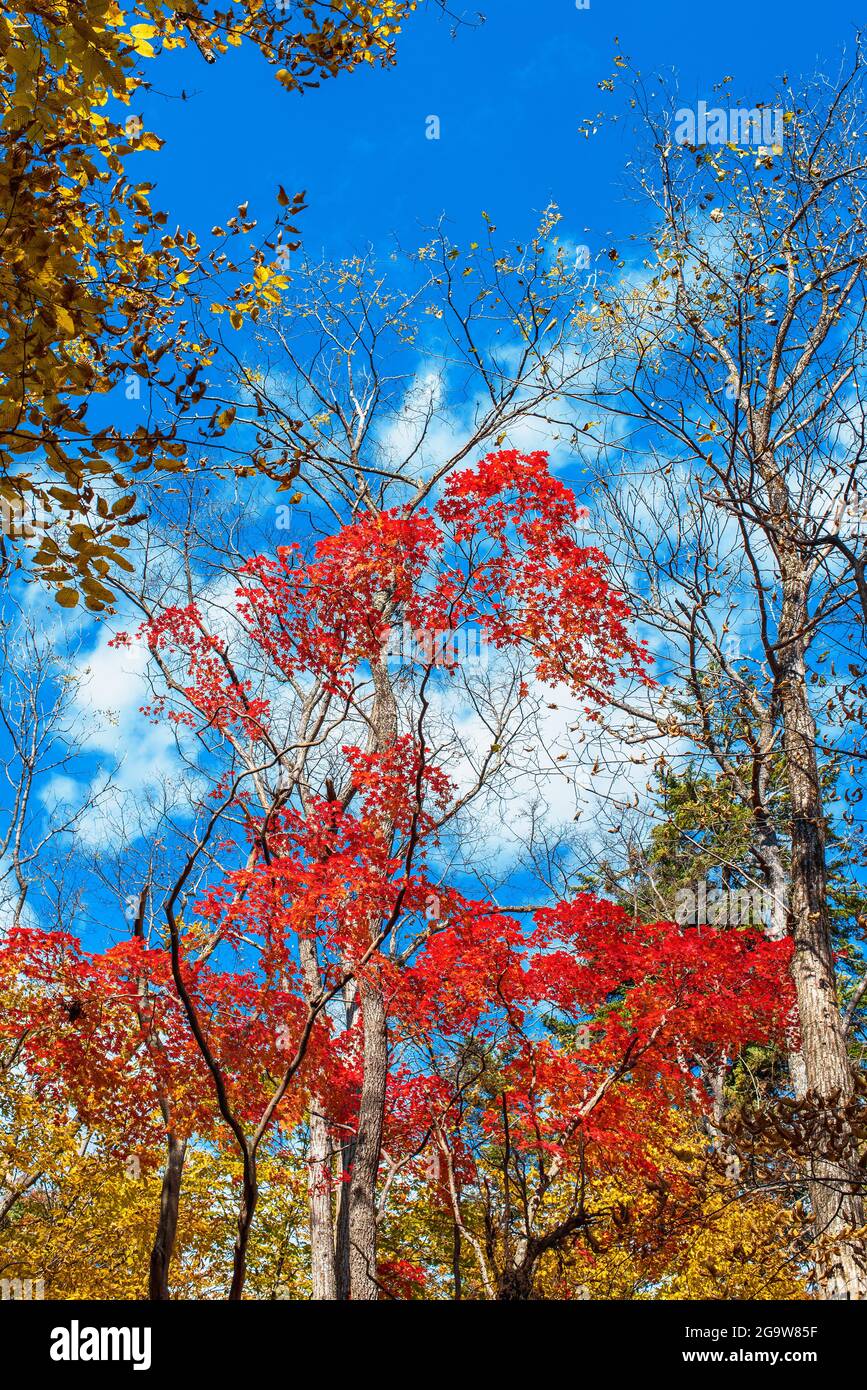 autumn trees in the park Stock Photo - Alamy