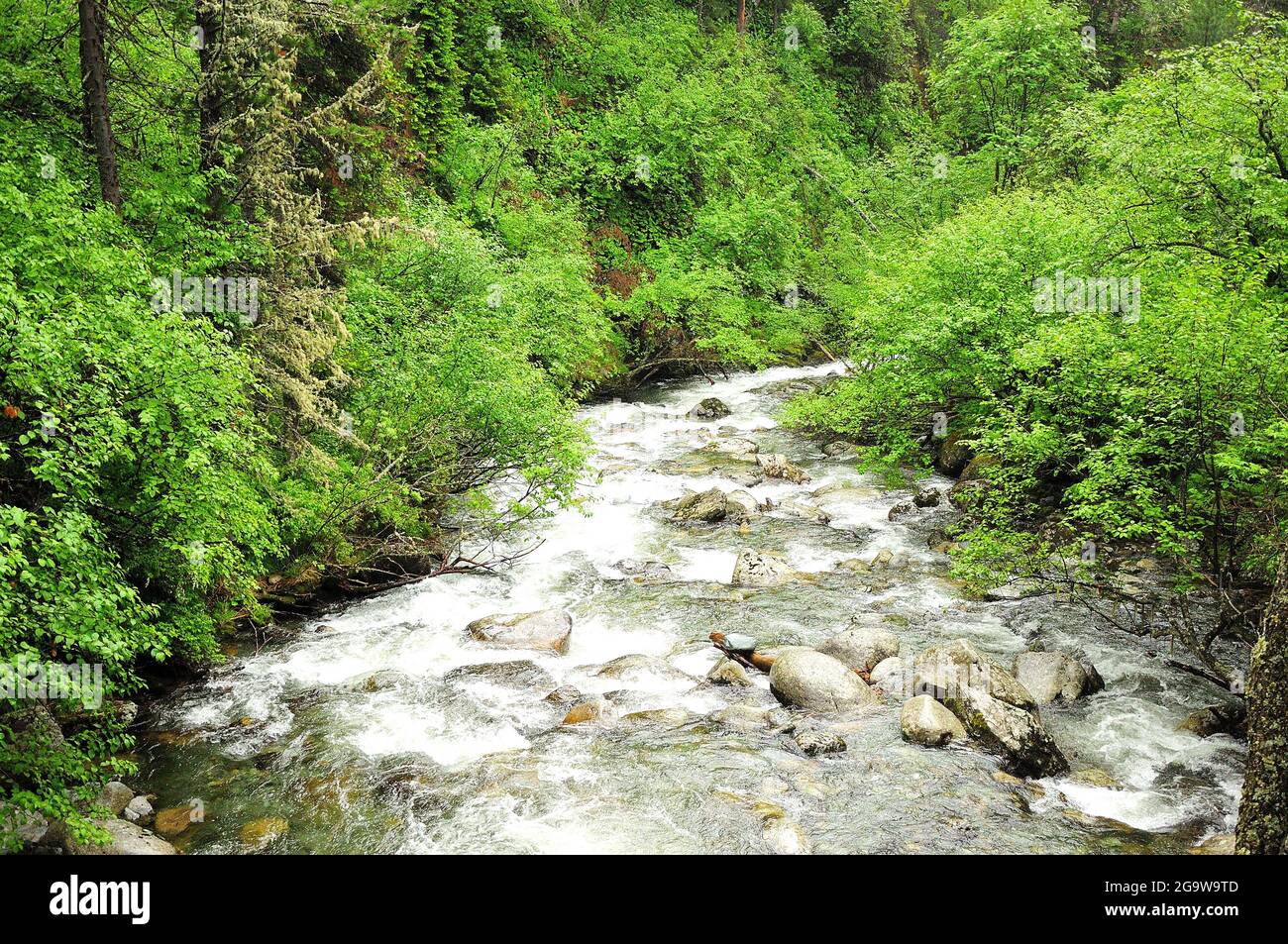 A stormy stream of a small river flows down from the mountains through ...