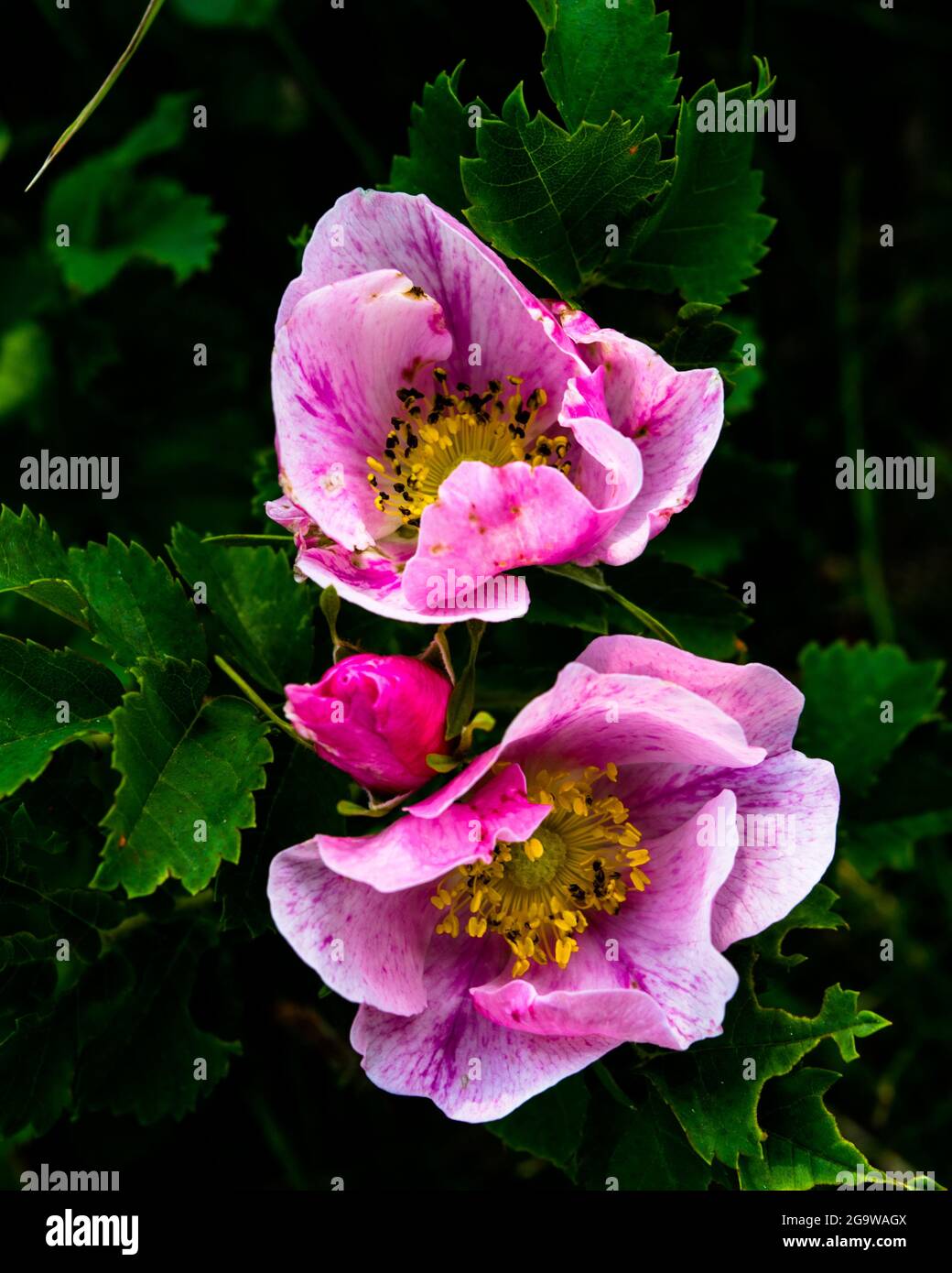 Wild rose Stock Photo Alamy