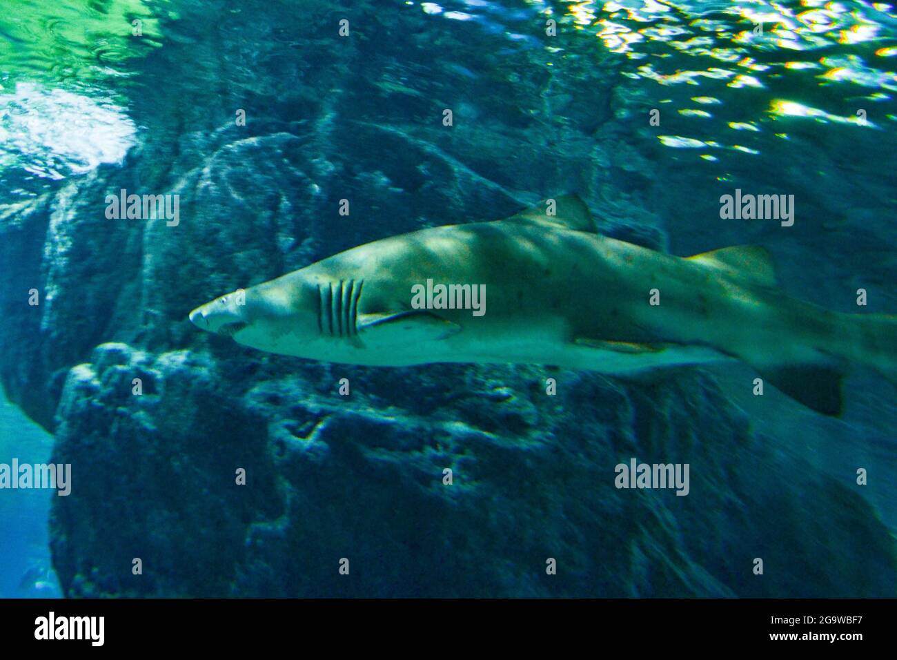 Bangkok Aquarium Marine Life Stock Photo