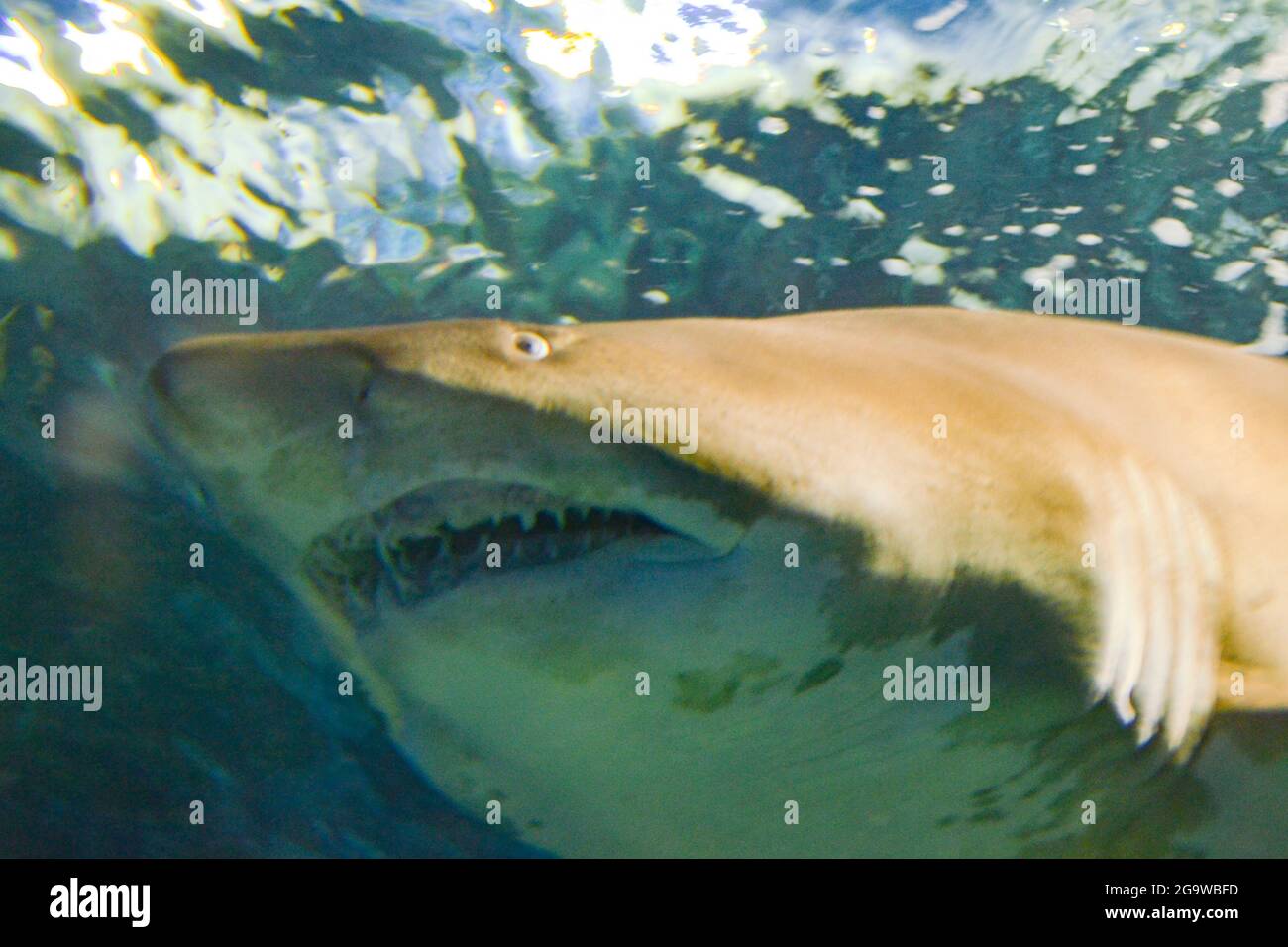 Bangkok Aquarium Marine Life Stock Photo