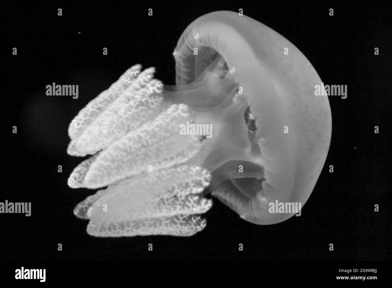 Aquatic Sea Life. Fluorescent Jellyfish. Stock Photo