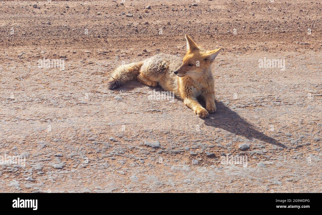 The culpeo (Lycalopex culpaeus) or South American Andean fox, Torres del Paine national park, Patagonia, Chile. Stock Photo