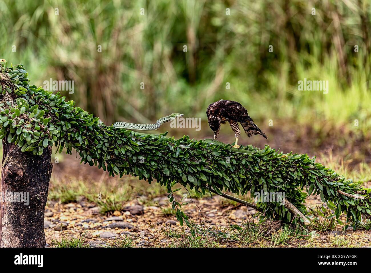 Green Vine Snake is ready to attack its predator, take advantage of eagle while this Brown Crested Serpent Eagle with scientific name of Spilornis Che Stock Photo
