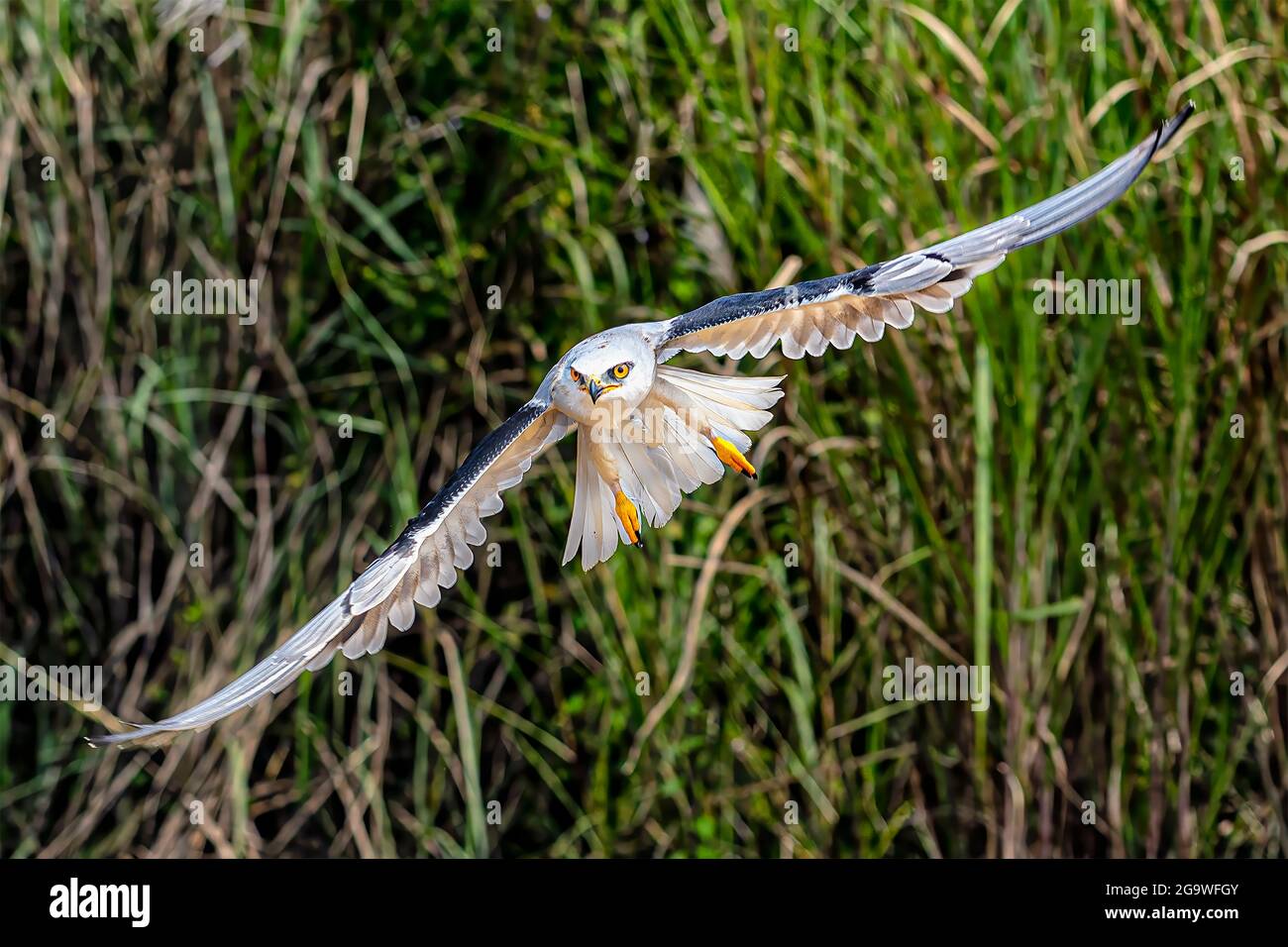 This white eagle known as Black Winged Kite or Elanus Caeruleus (scientific name) is flying to grab its prey with tall green weeds as a background. Stock Photo