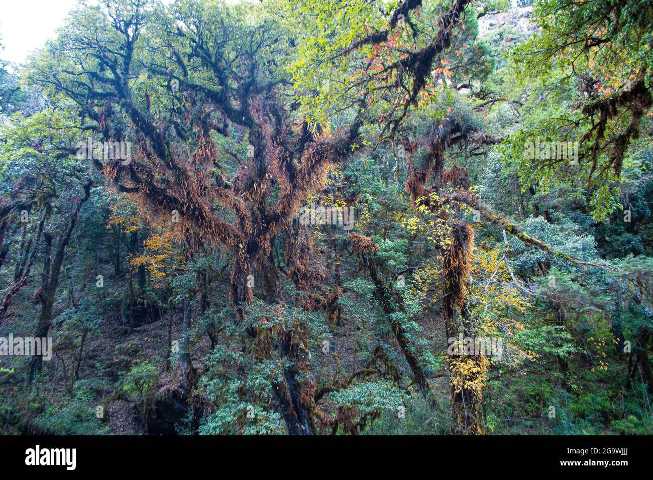 An old growth Oak Tree covered with frens Stock Photo Alamy